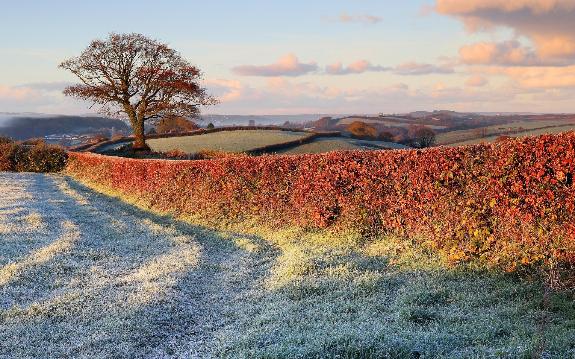 Frosty field and hedgerow at sunrise HD Wallpaper