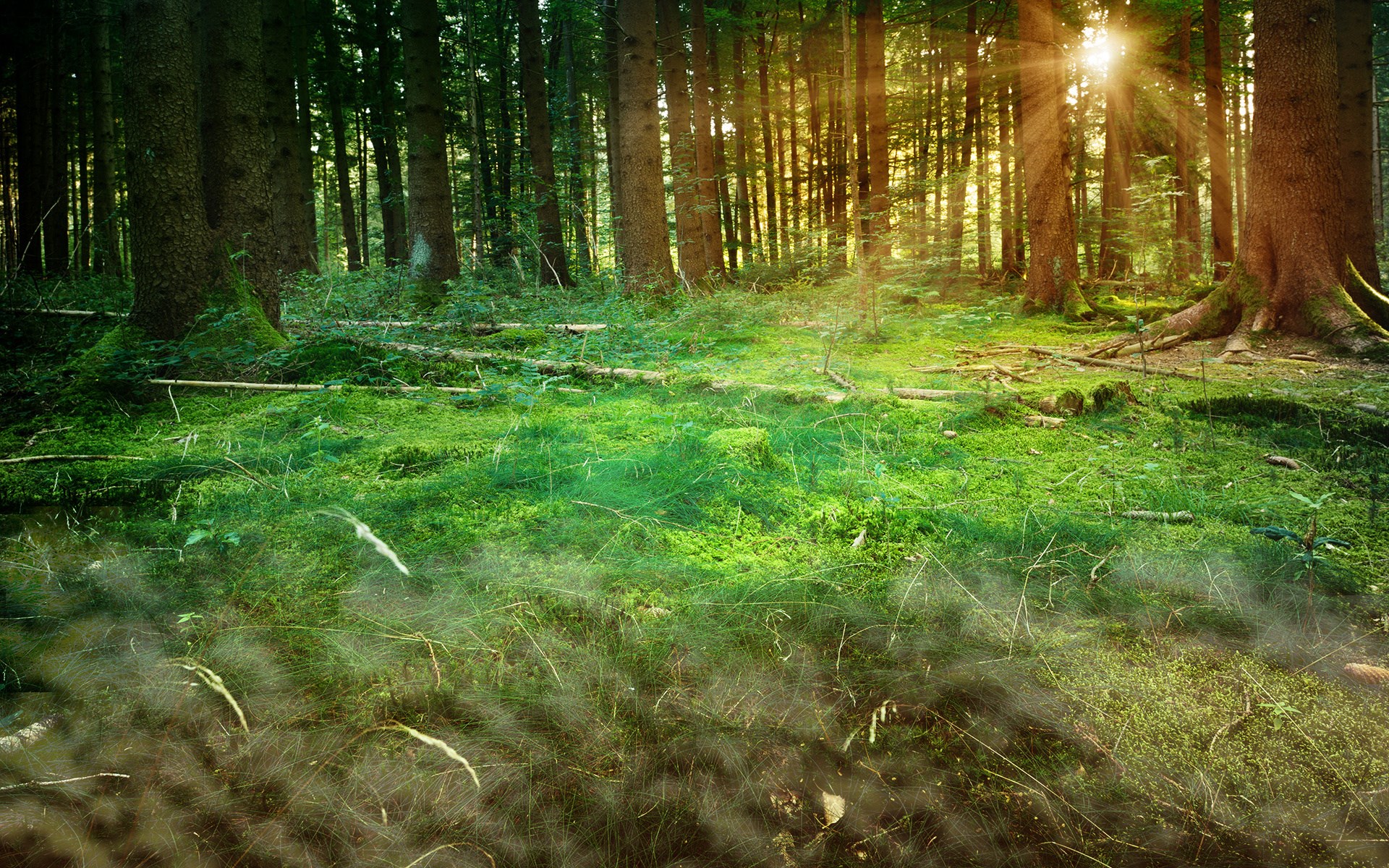 Sunlight filtering through a dense forest with mossy ground HD Wallpaper