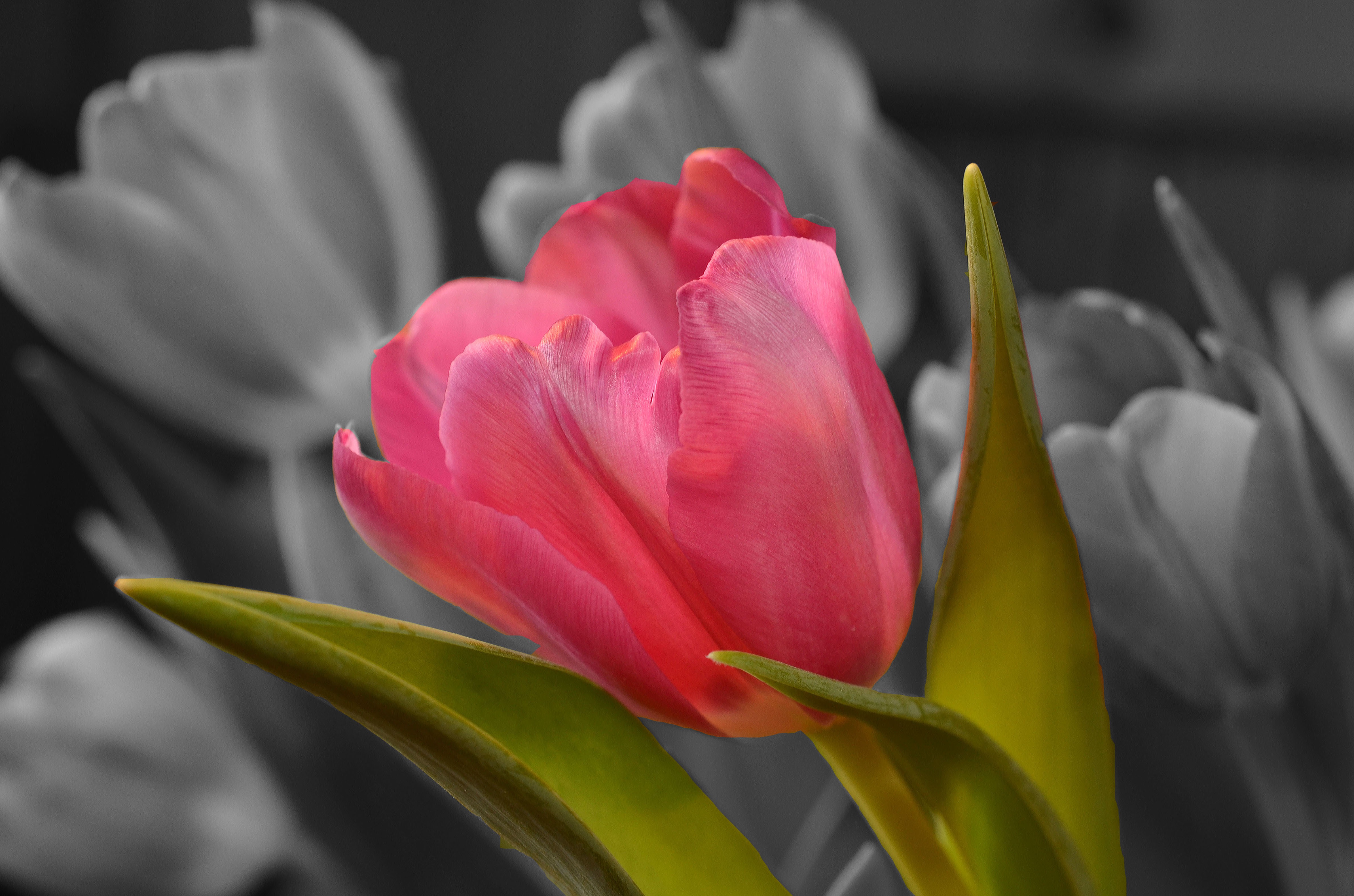 Pink Tulip 4K HD Wallpaper