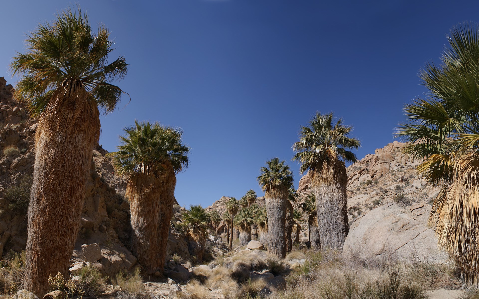 Palm trees in a desert canyon under a clear blue sky HD Wallpaper