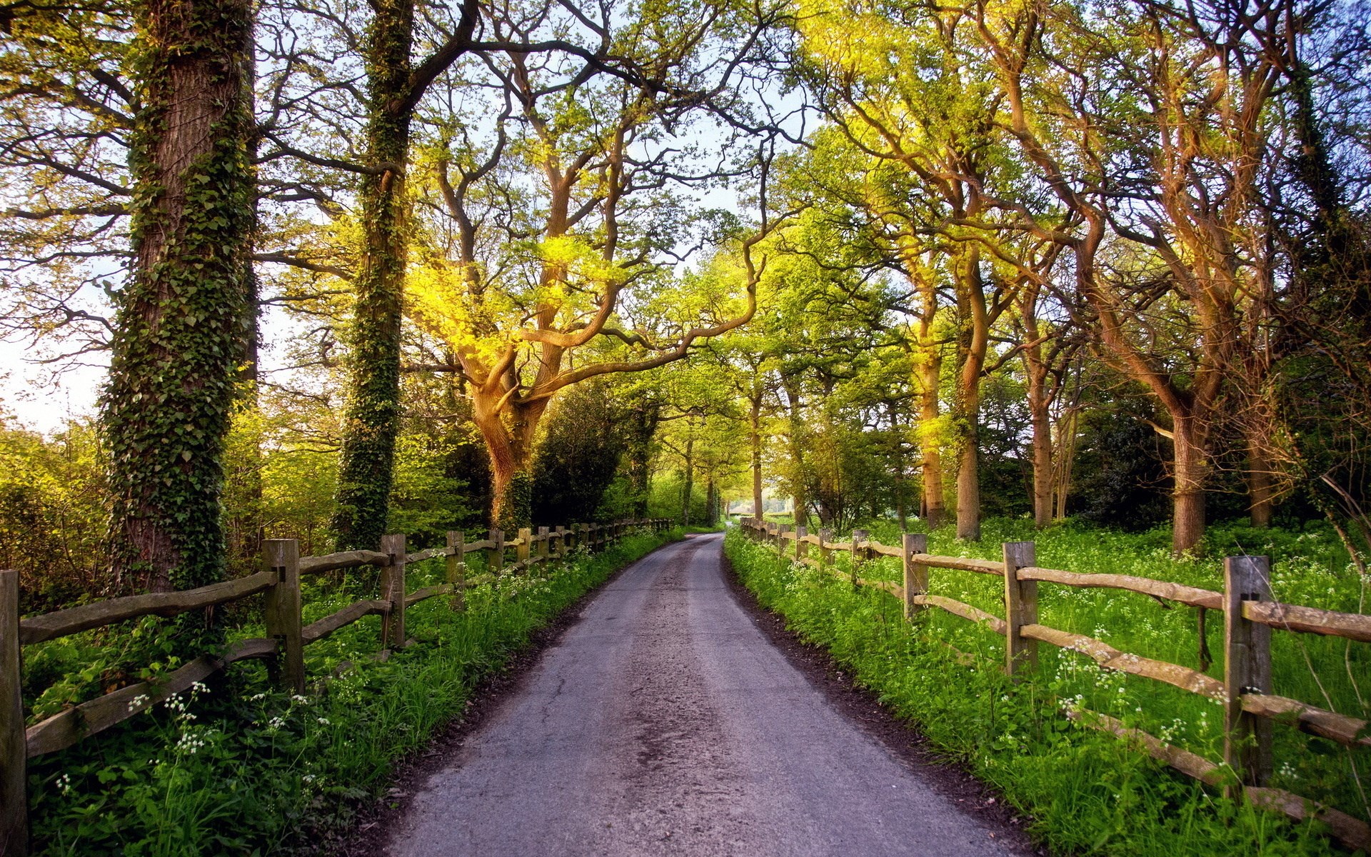 A country road lined with trees and a wooden fence HD Wallpaper