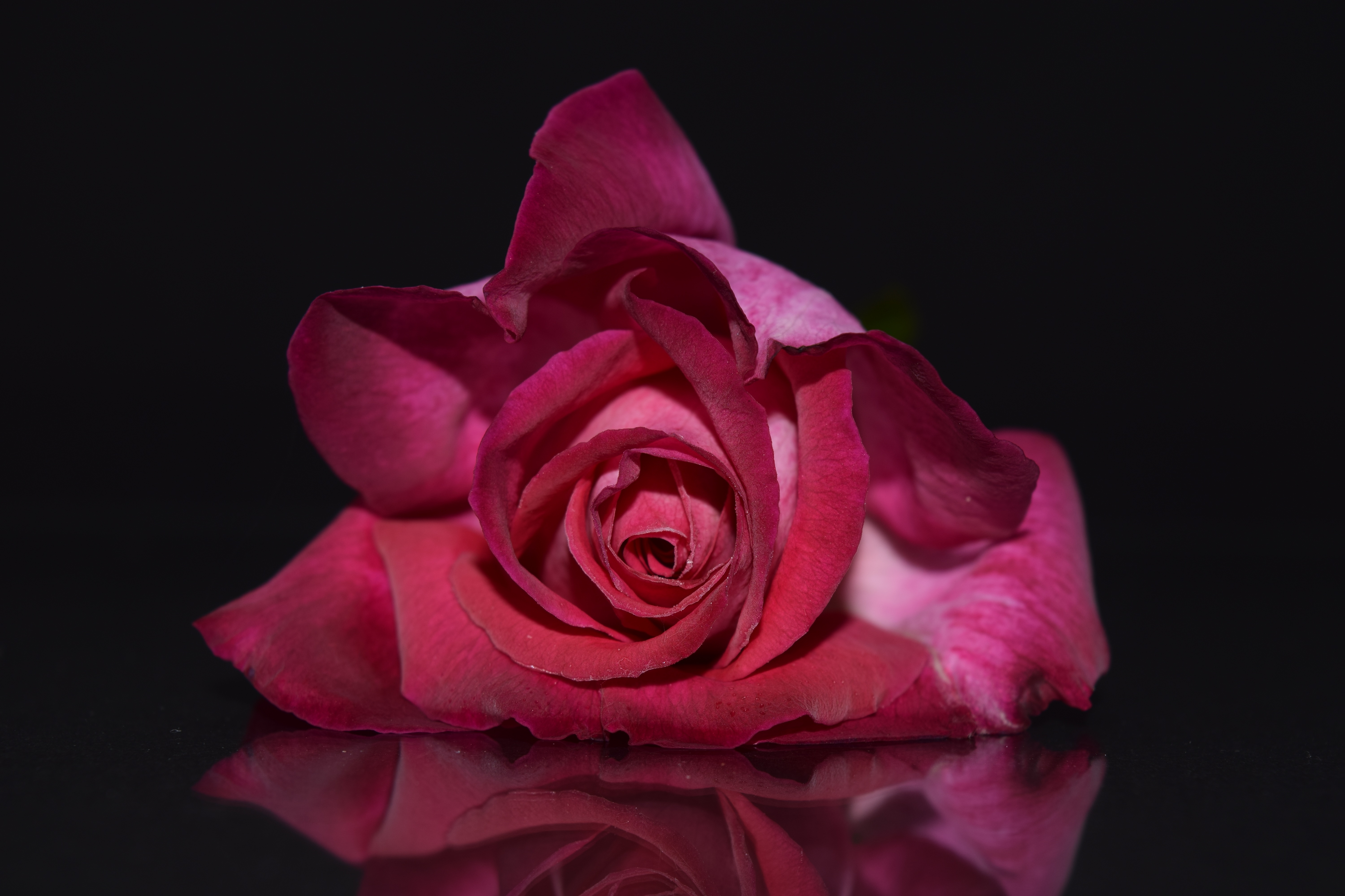 Red Rose with Dark Background HD Wallpaper