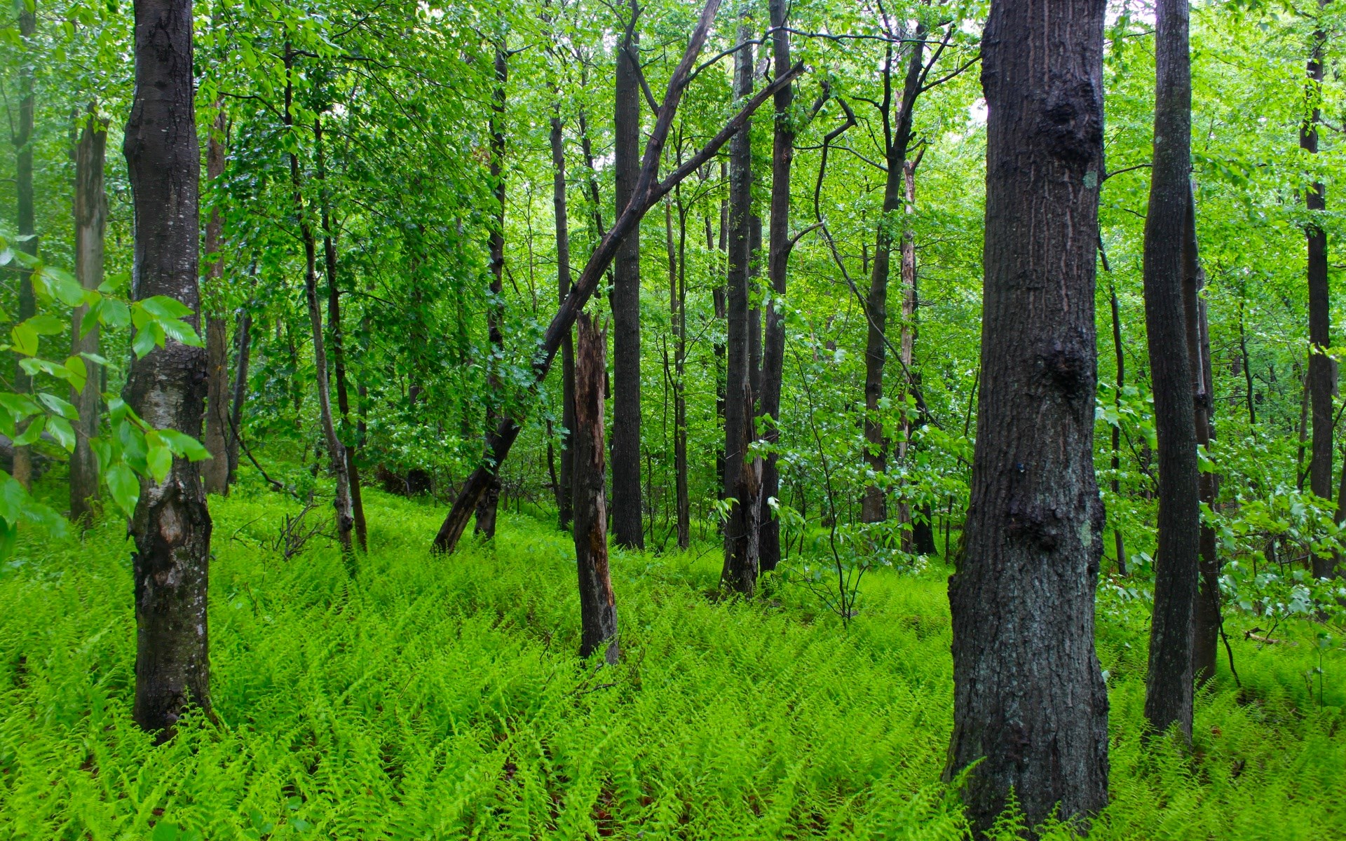 A dense forest with lush green ferns and tall trees. HD Wallpaper