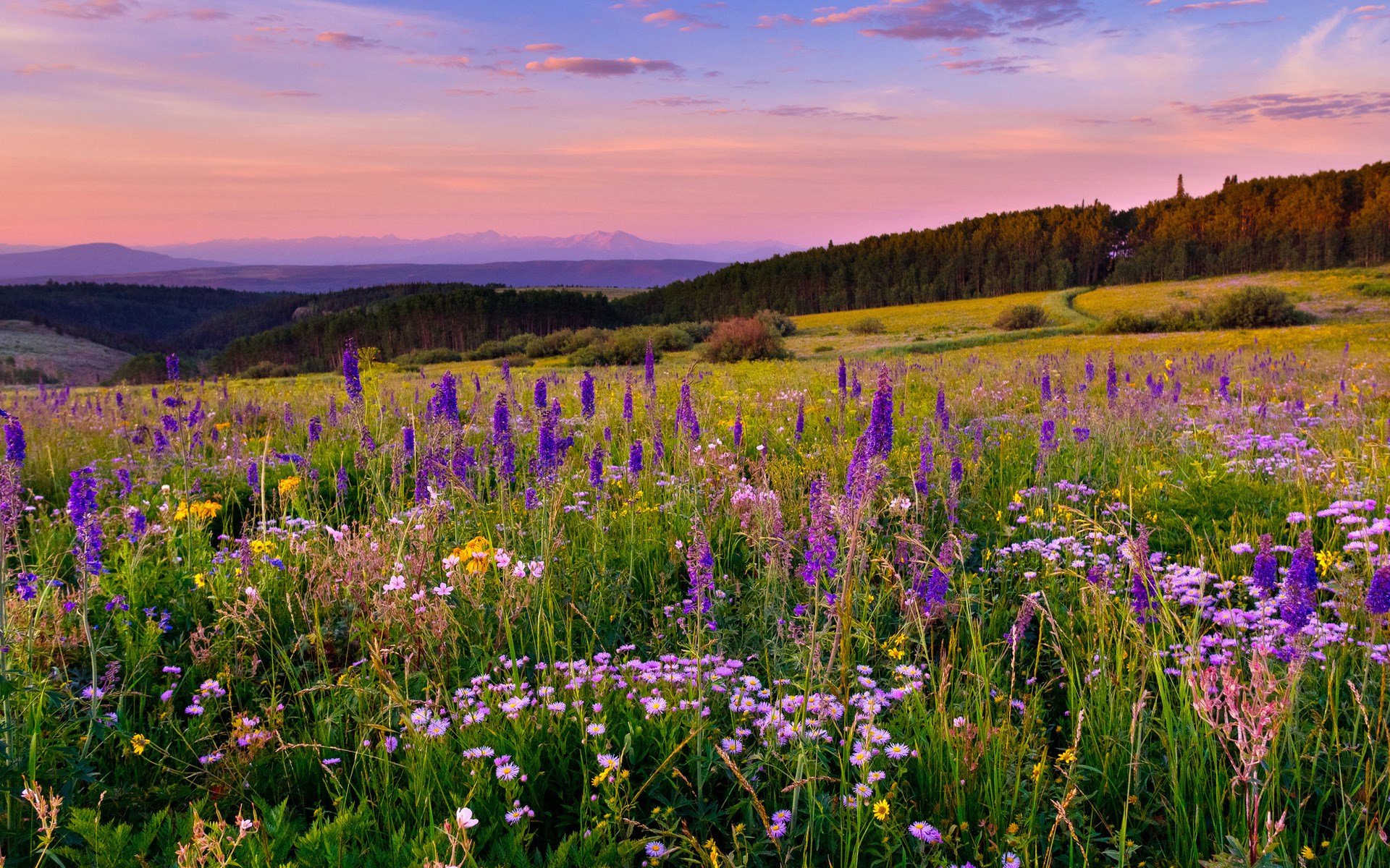 Wildflower meadow at sunset with mountains HD Wallpaper
