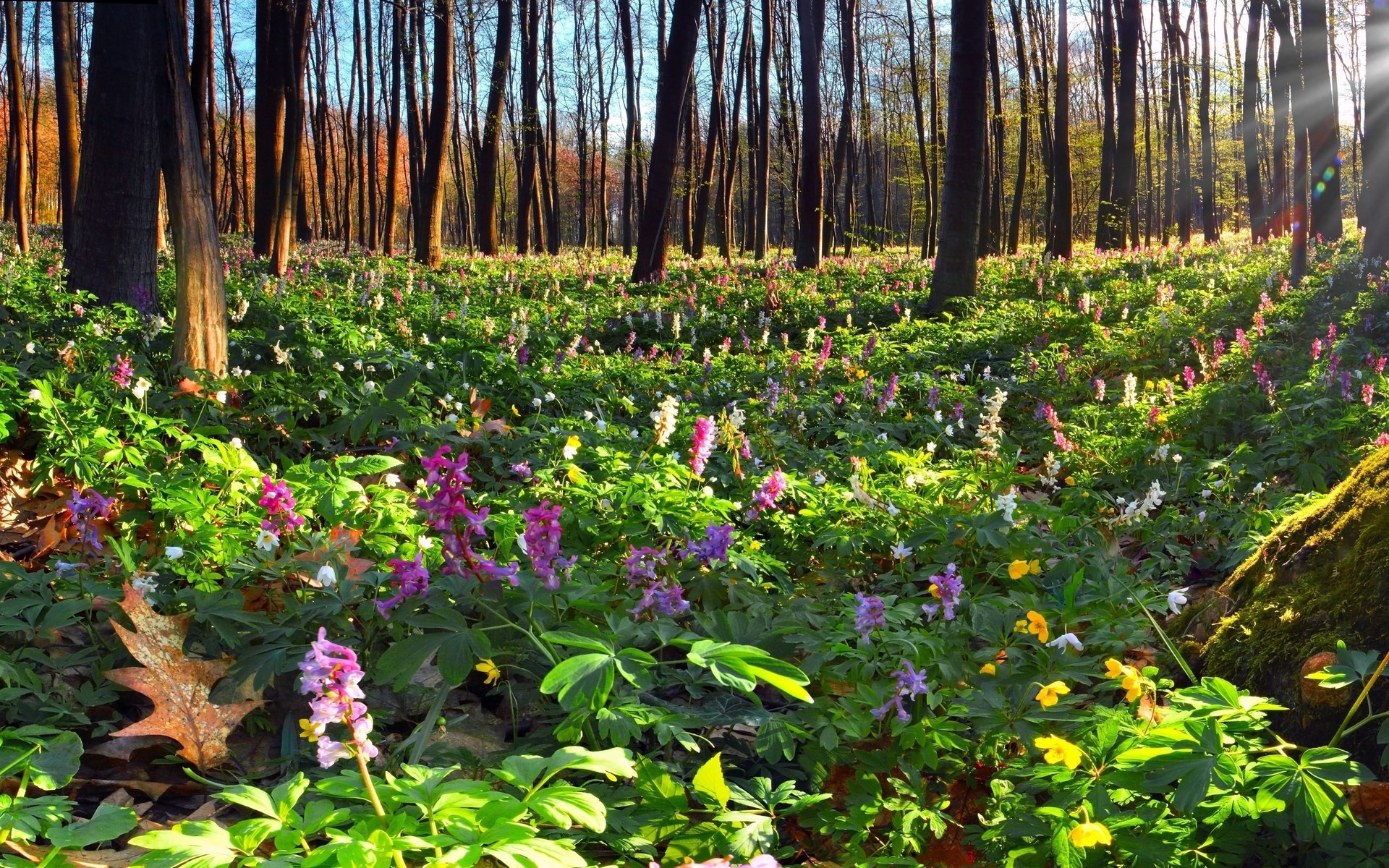 Forest floor with wildflowers and trees HD Wallpaper