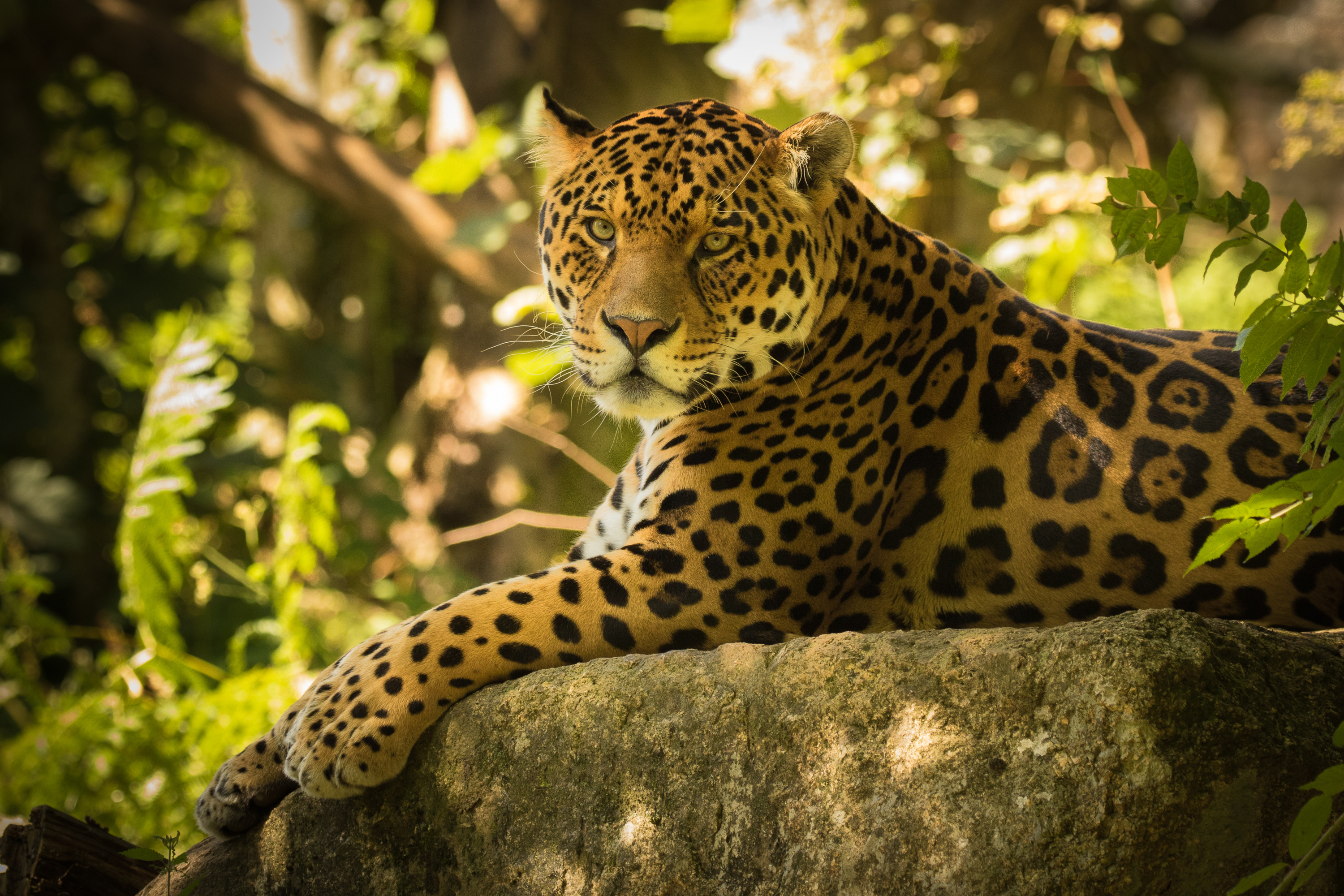 Jaguar resting on a rock at Dartmoor Zoo HD Wallpaper