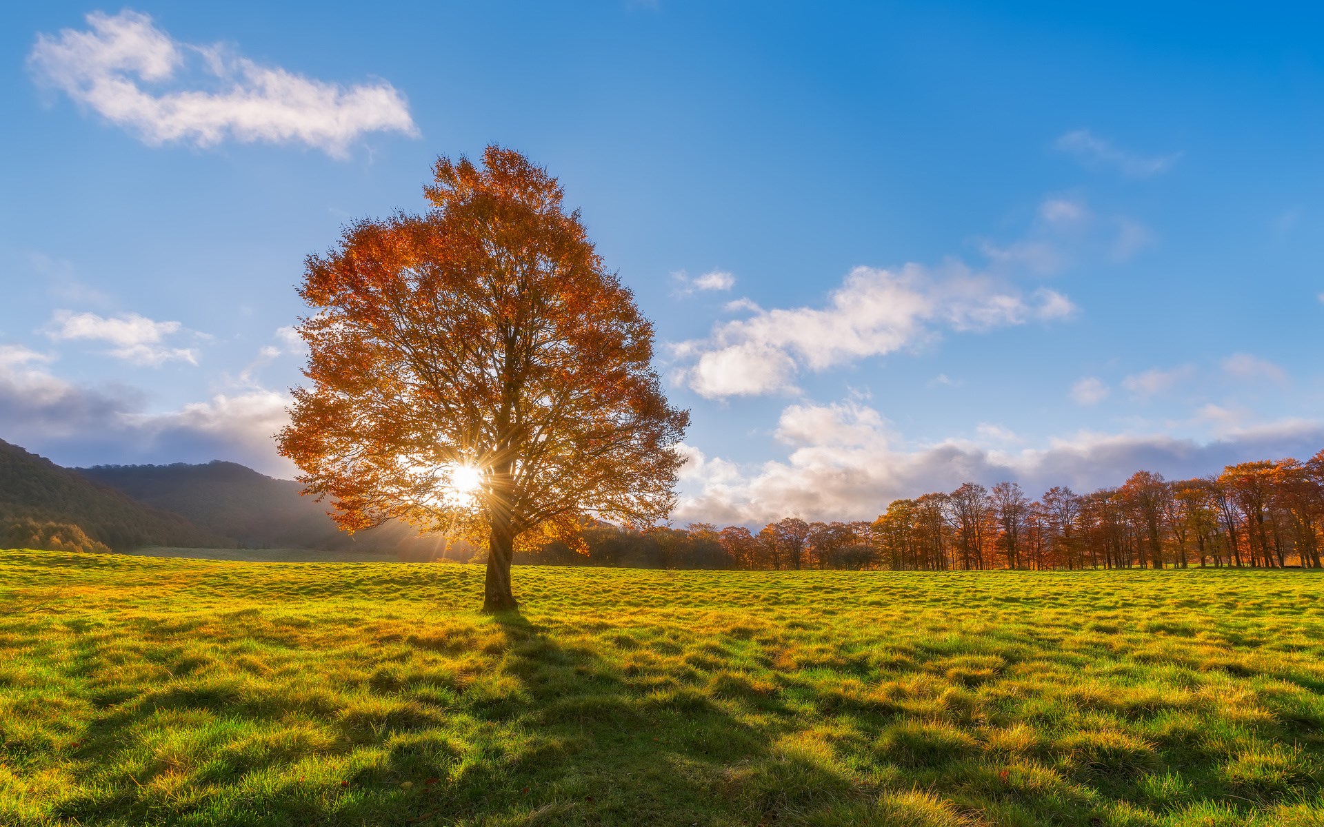 Autumn tree in a grassy field with sun rays HD Wallpaper
