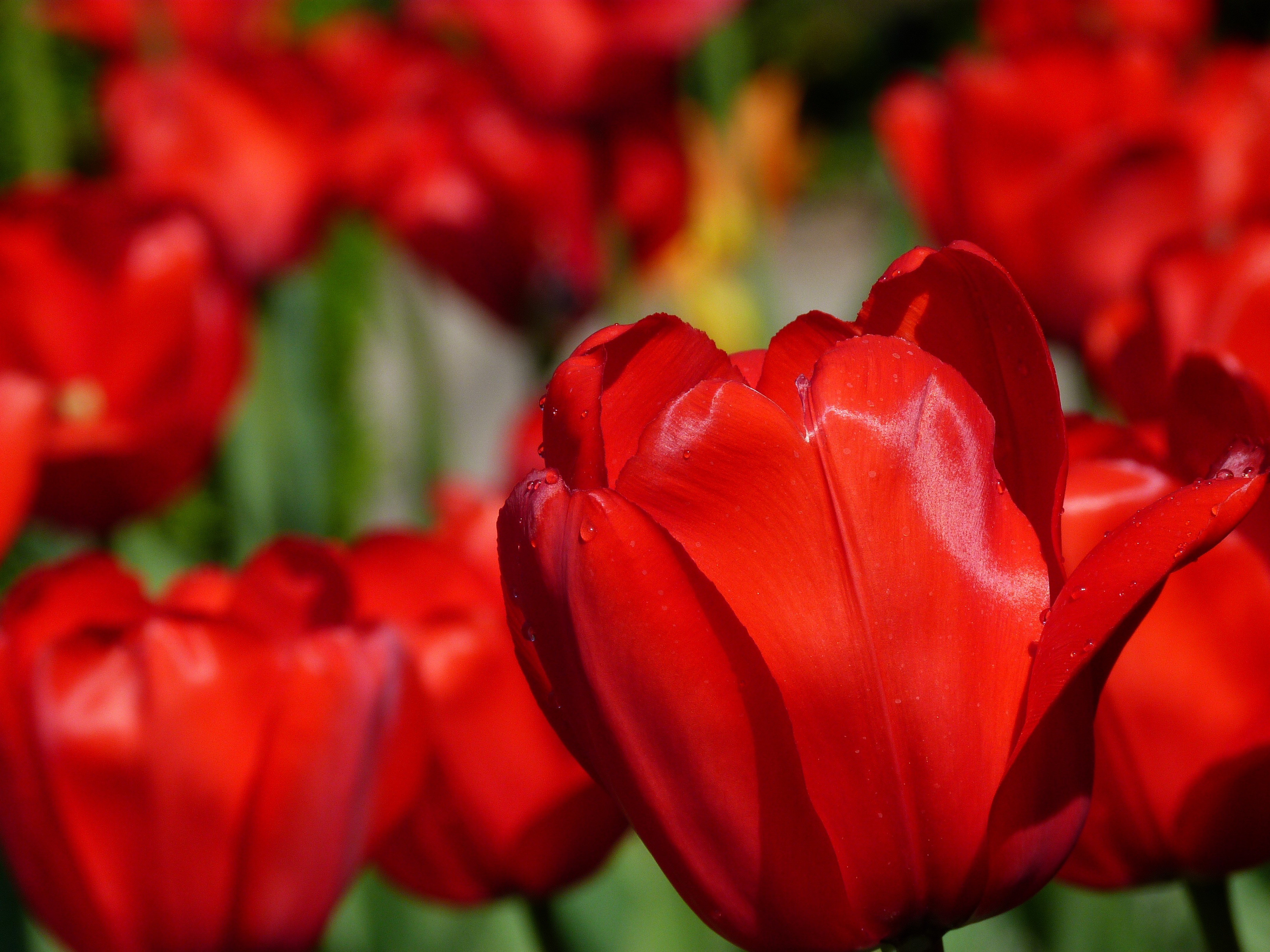 4K Macro Red Tulips Spring HD Wallpaper