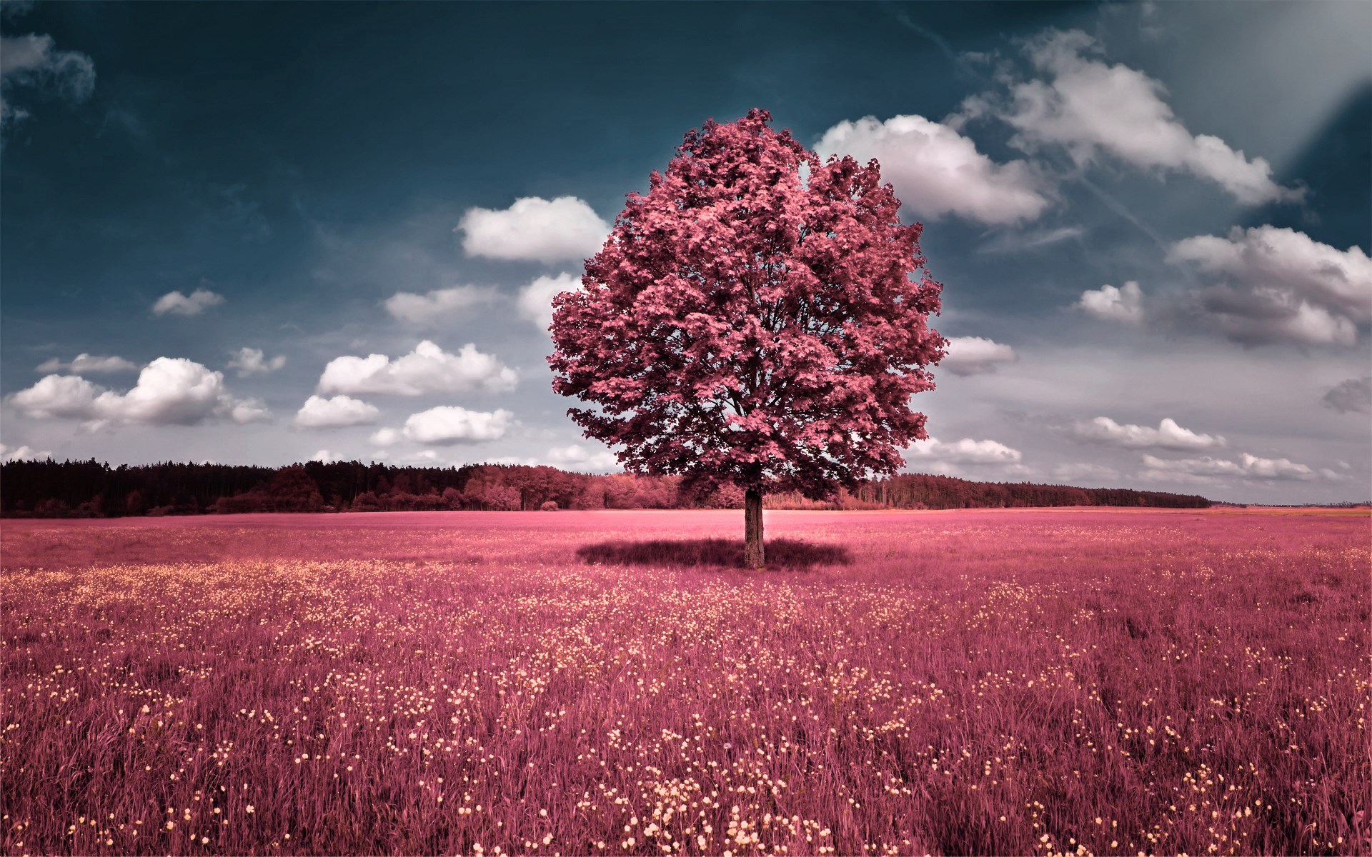 Pink tree in a field under a cloudy sky HD Wallpaper