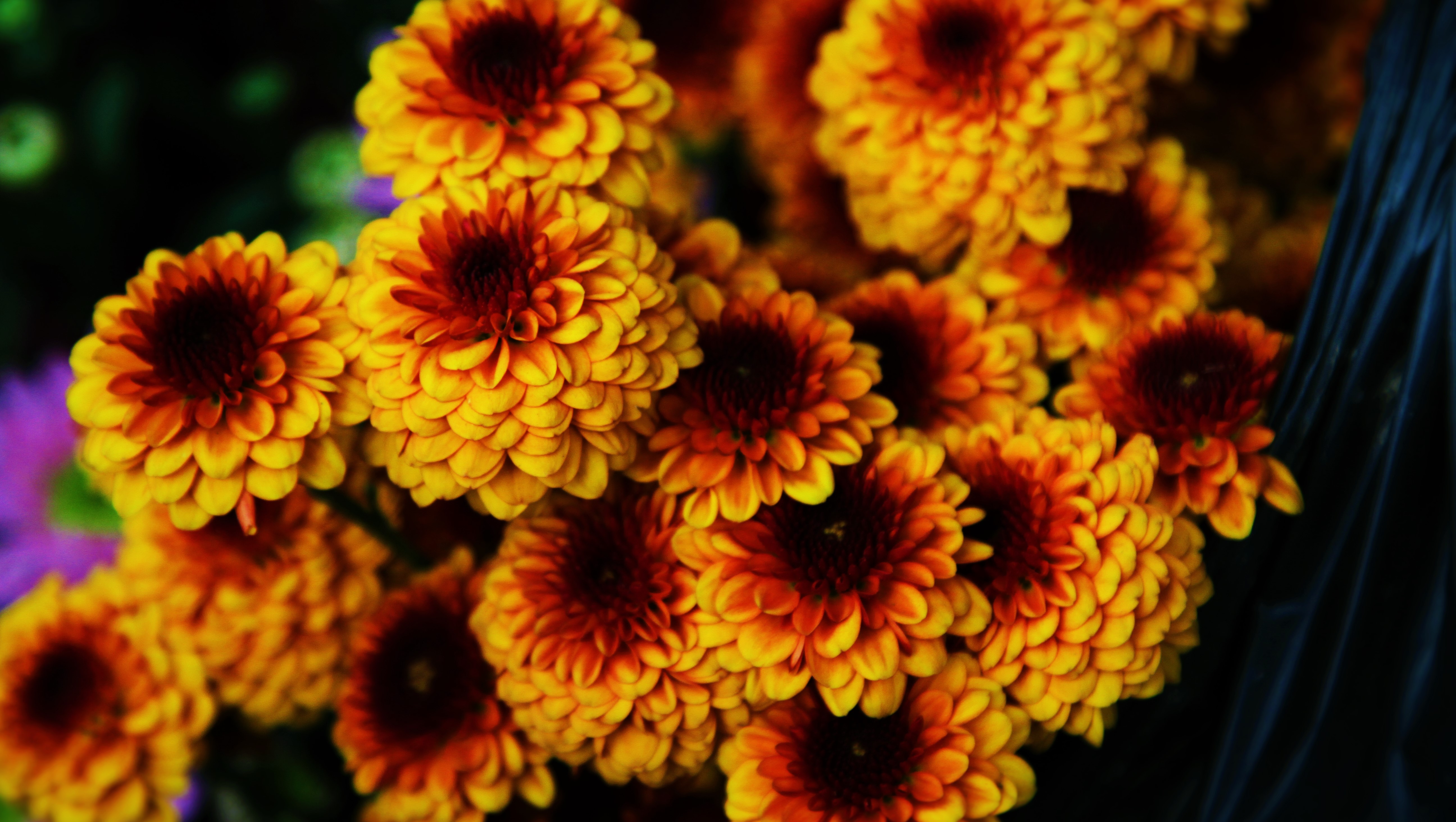 Yellow and orange chrysanthemums with dark centers HD Wallpaper