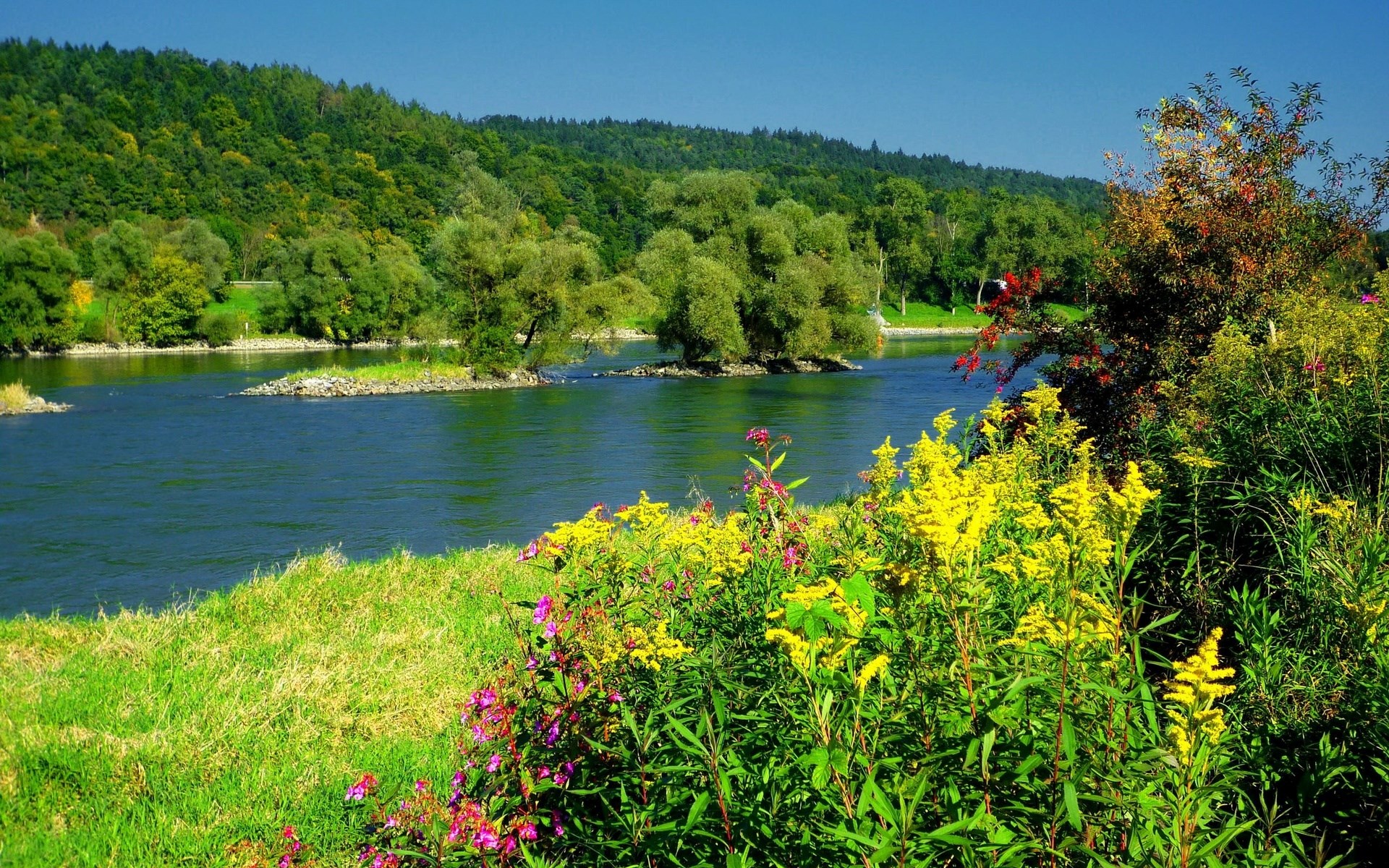 River flowing through a forest with wildflowers HD Wallpaper