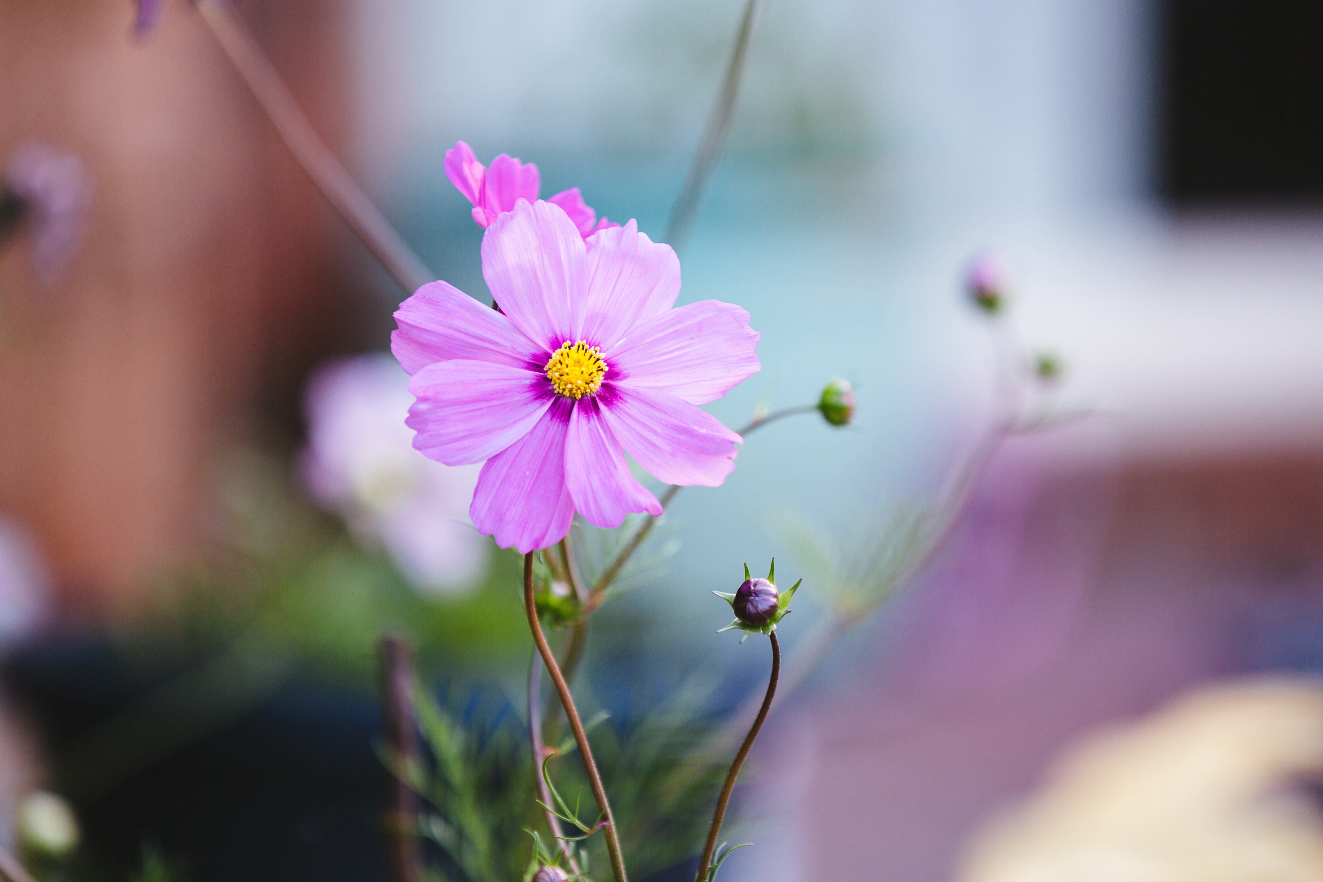 Purple Cosmos Flower with Buds HD Wallpaper