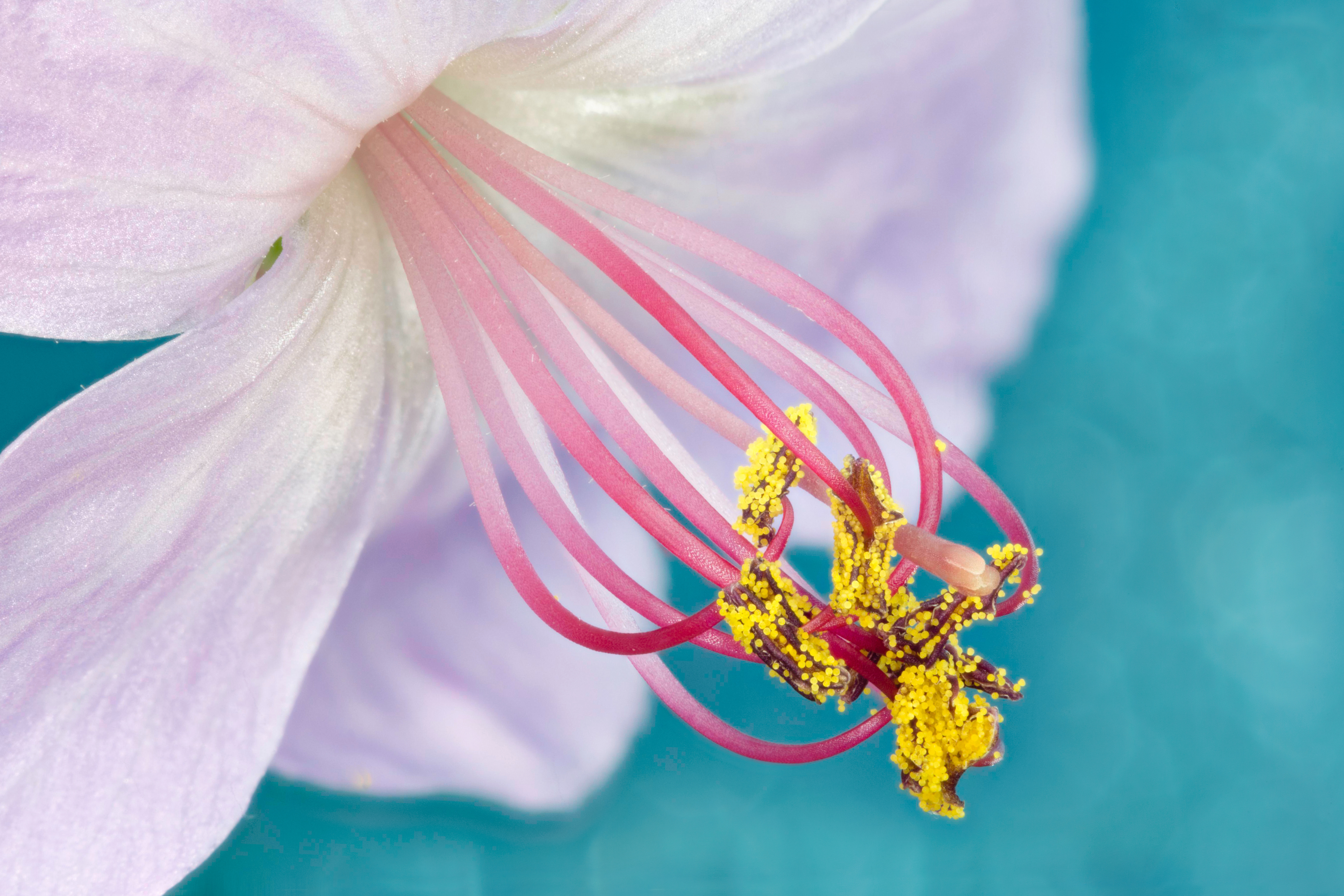 Close-up of Geranium flower stamen and stigma with pollen HD Wallpaper