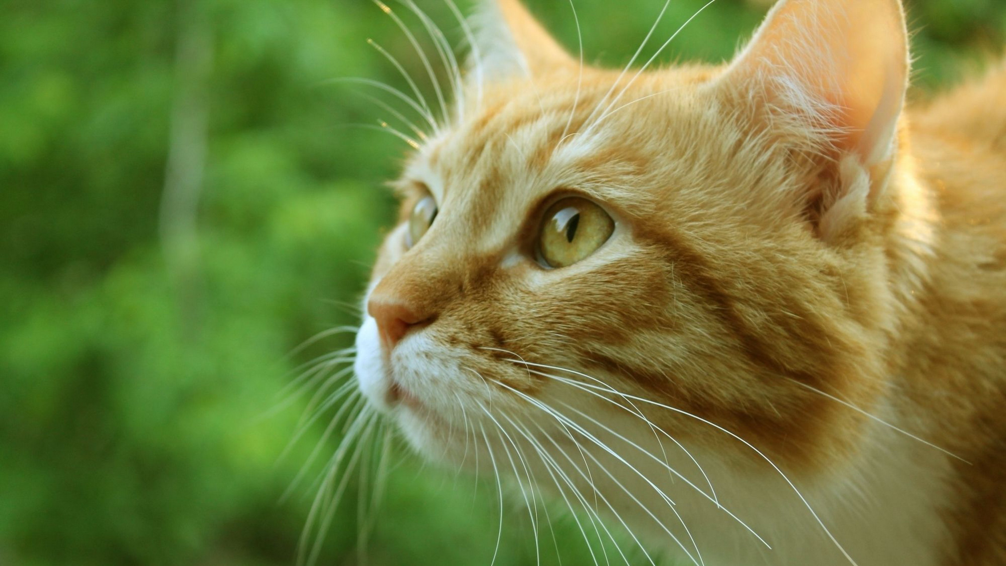 Close-up of an orange tabby cat's face HD Wallpaper