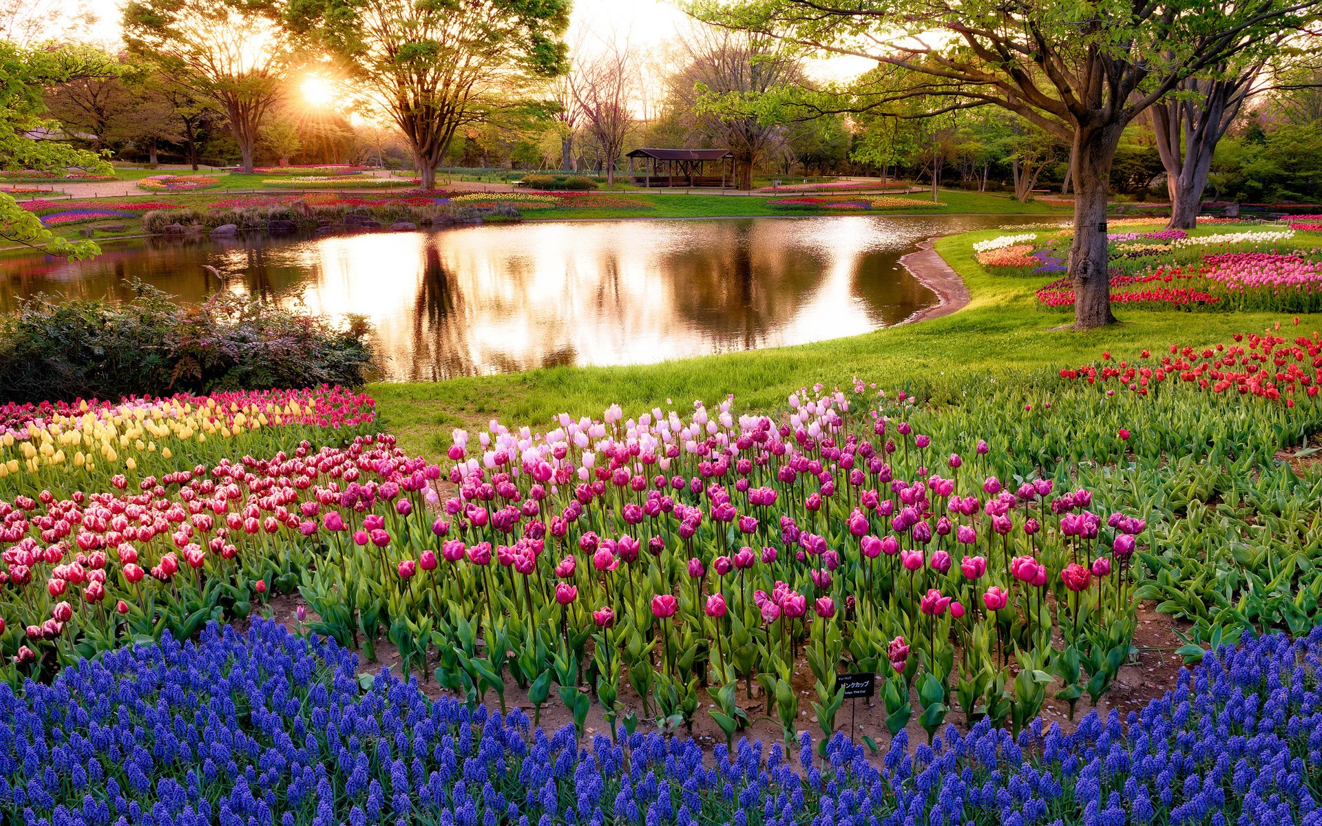 A beautiful garden with a pond and colorful tulips HD Wallpaper