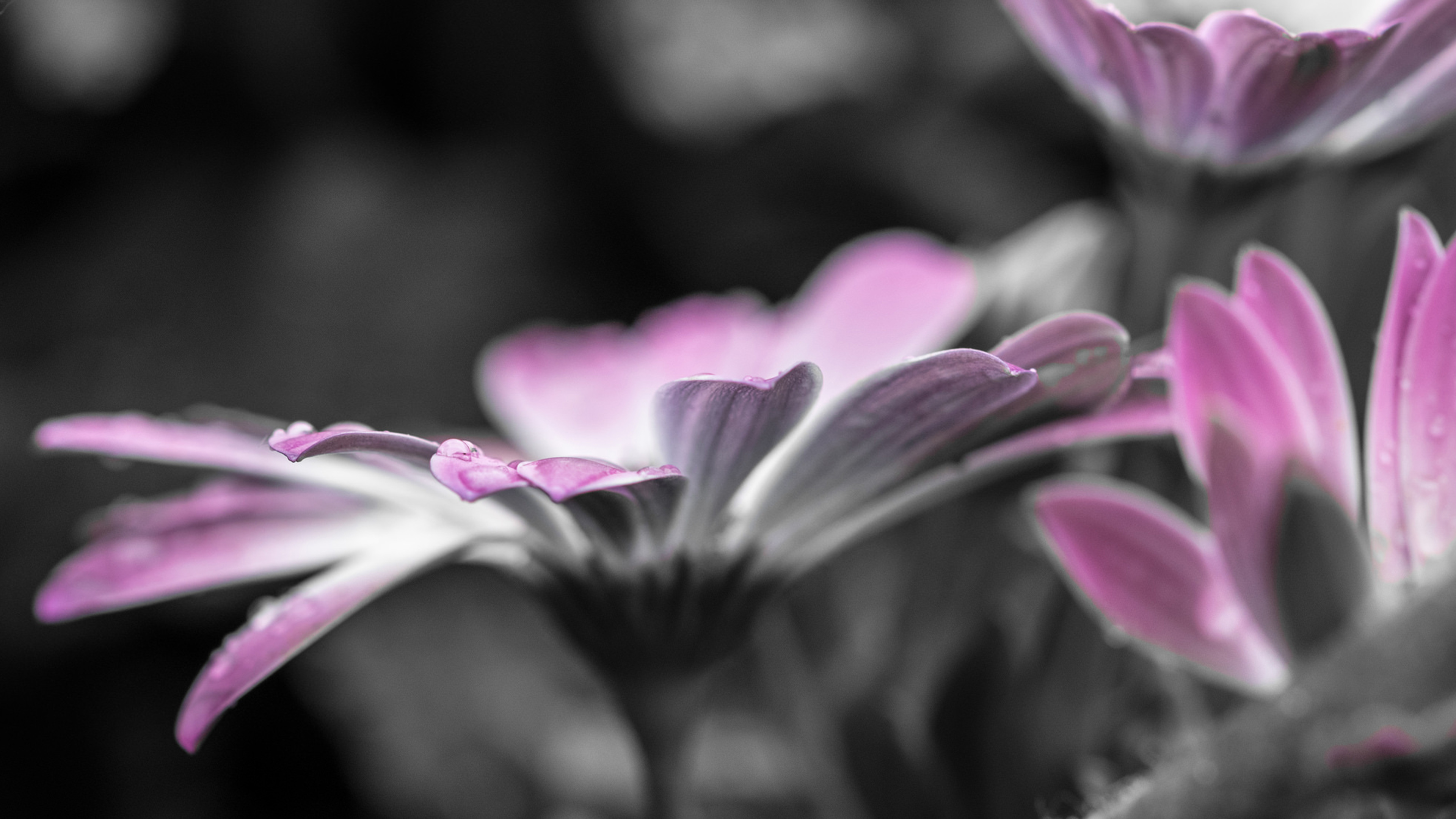 Macro Pink Daisy Flowers with Droplets 4K HD Wallpaper