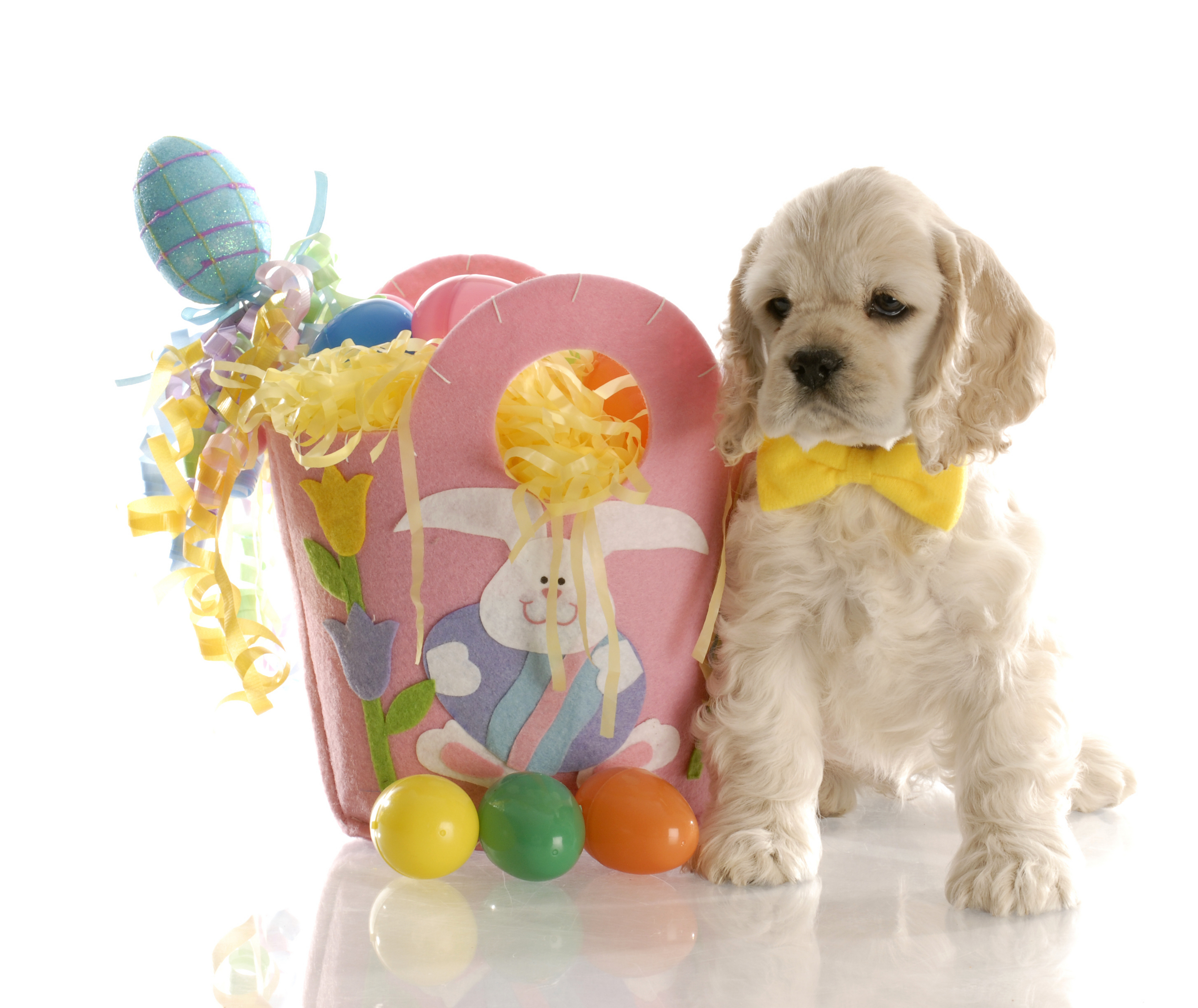 Puppy with Easter Basket and Eggs HD Wallpaper