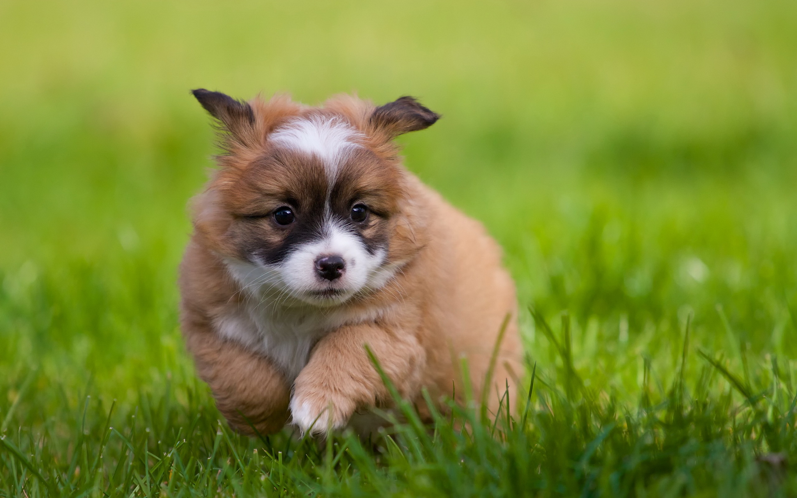 A fluffy puppy running through green grass HD Wallpaper
