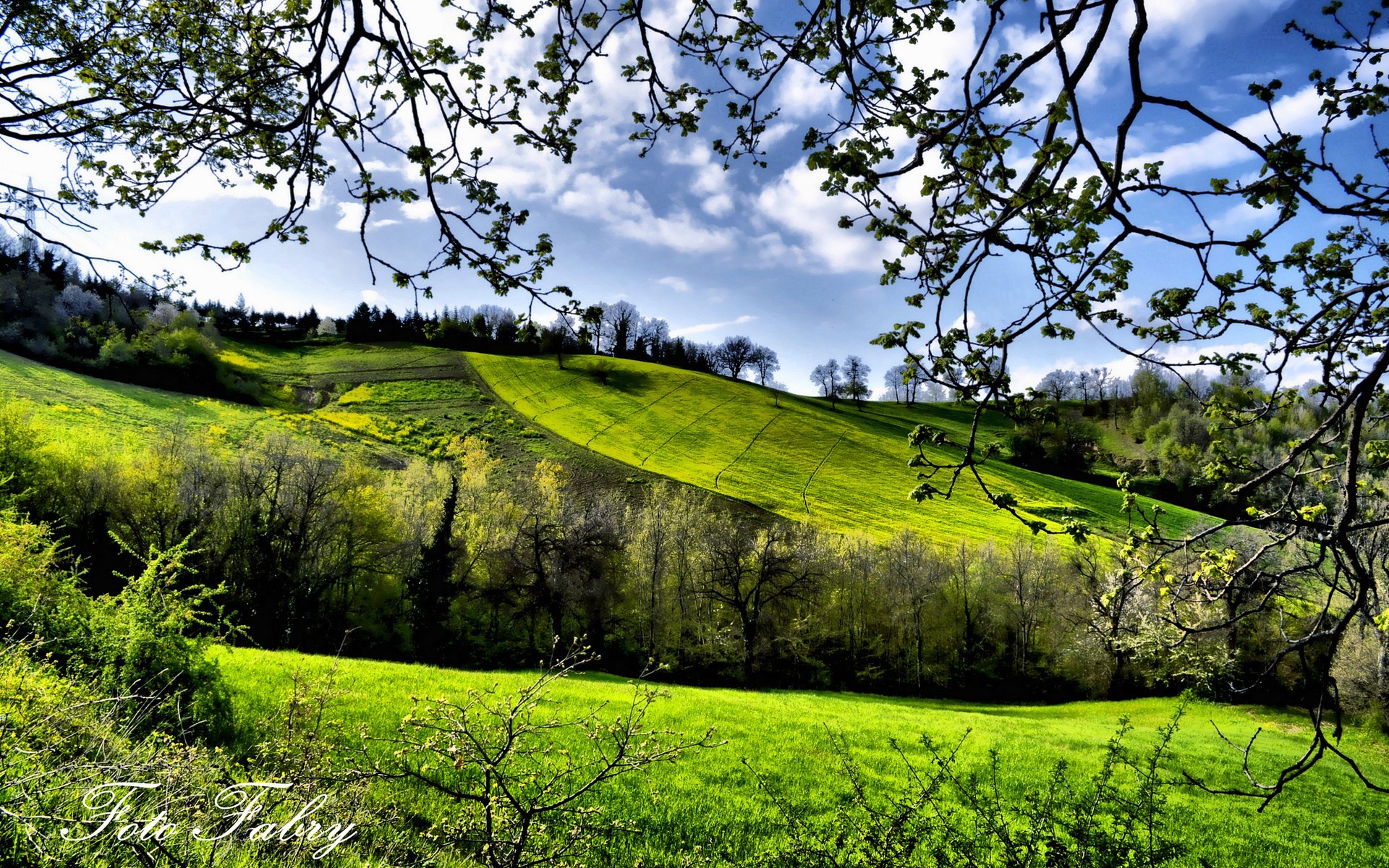 Green rolling hills with trees and branches in foreground HD Wallpaper