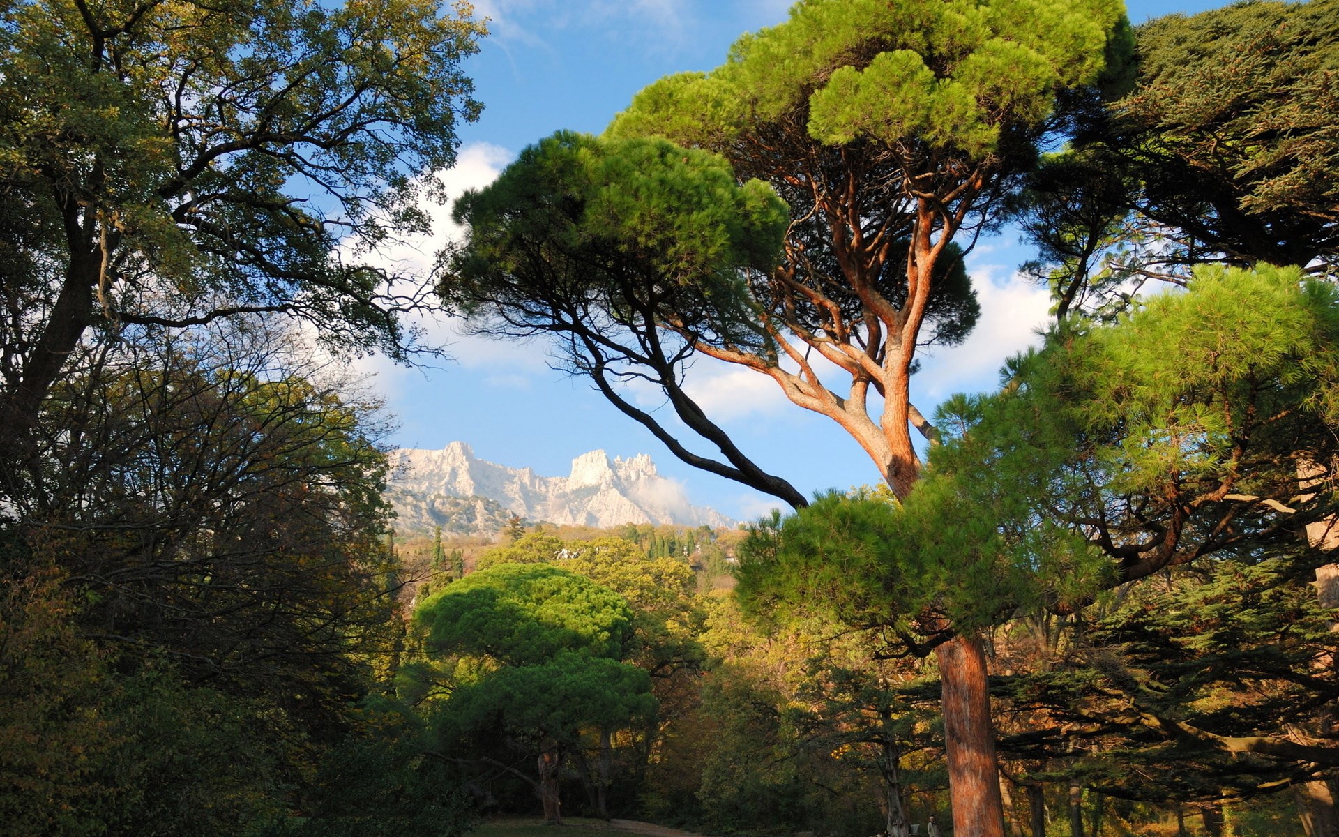 Trees in a park with mountains in the background HD Wallpaper