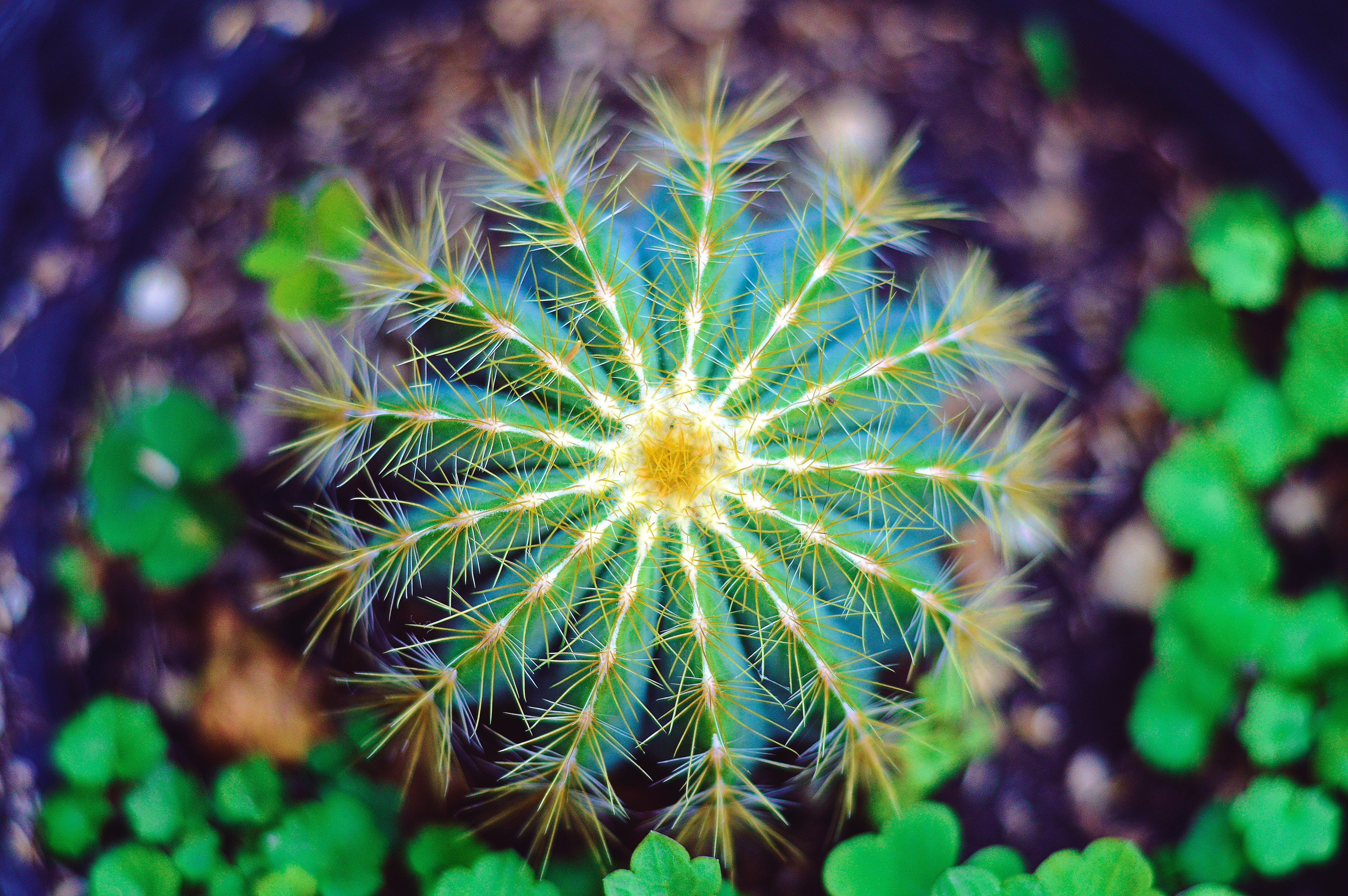 Top view of a golden barrel cactus with sharp spines HD Wallpaper