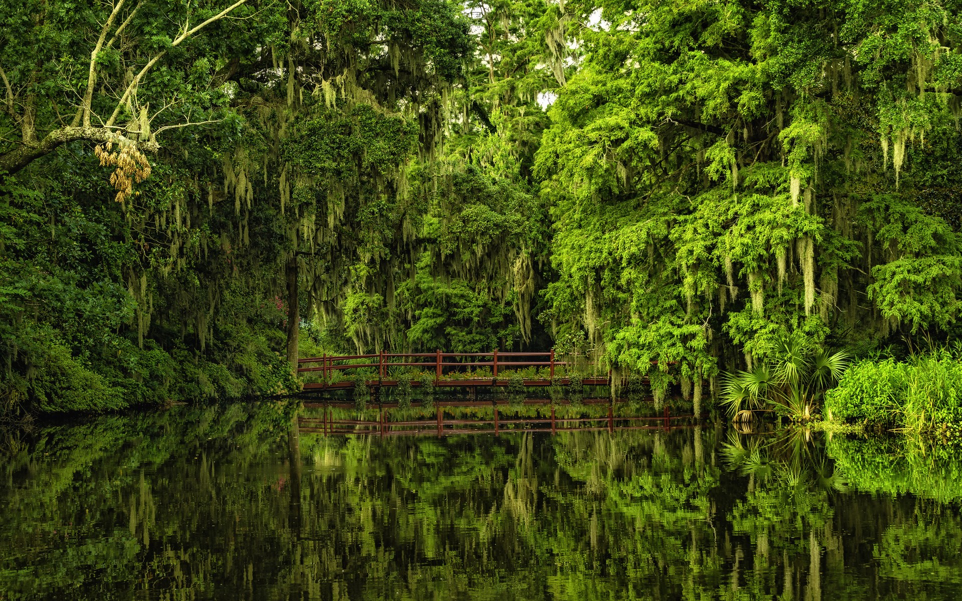A red bridge over a calm river in a dense forest HD Wallpaper