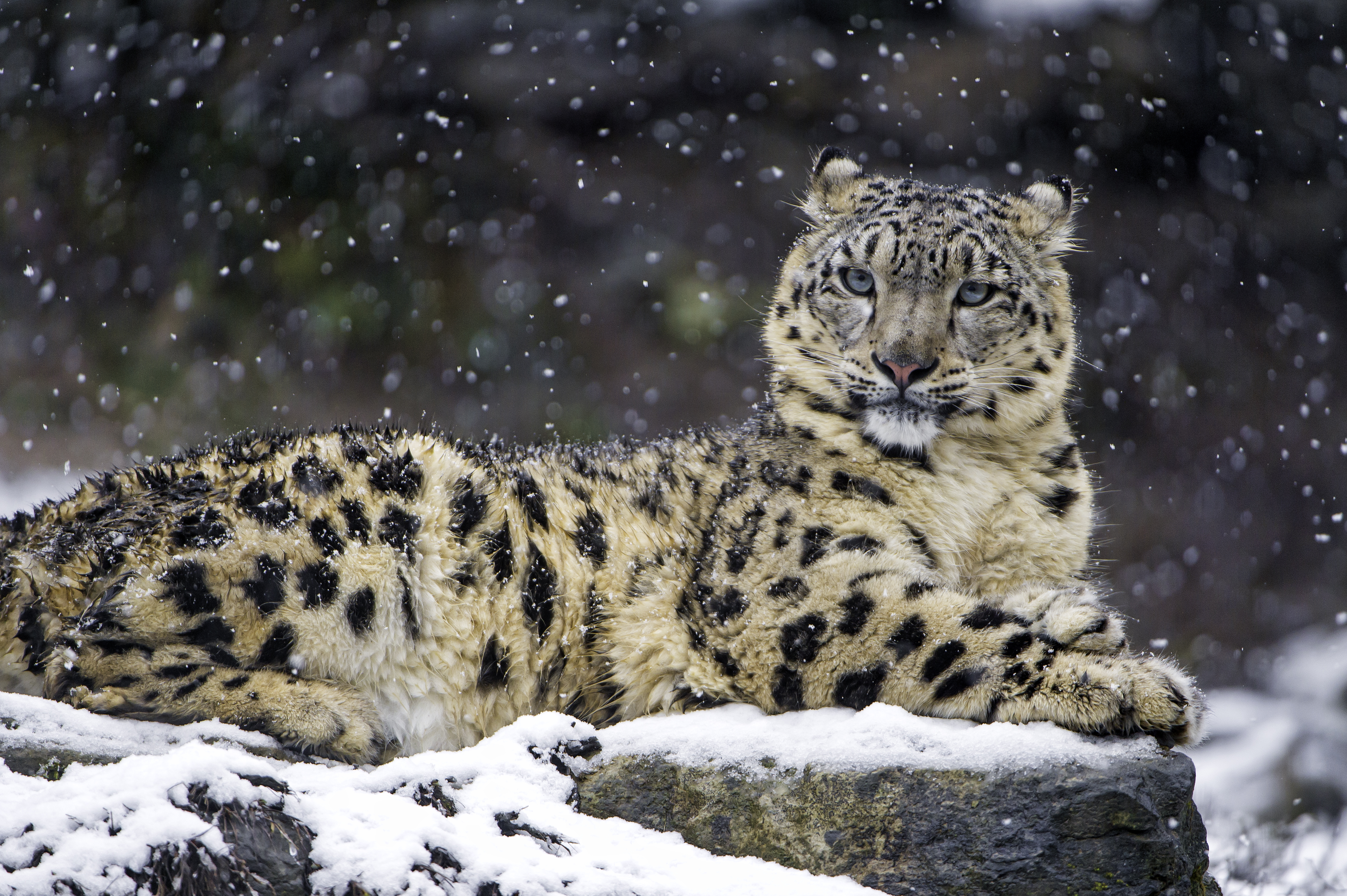 Snow leopard lying on snow-covered rock HD Wallpaper
