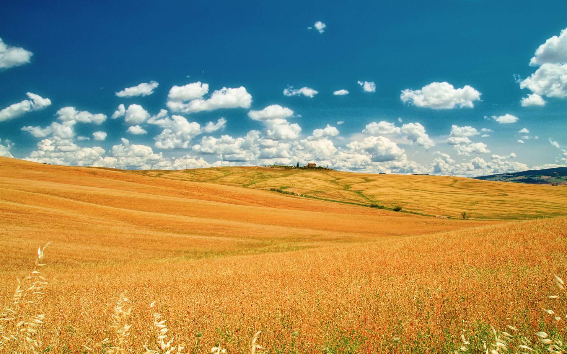 Golden wheat fields under a blue sky with clouds HD Wallpaper