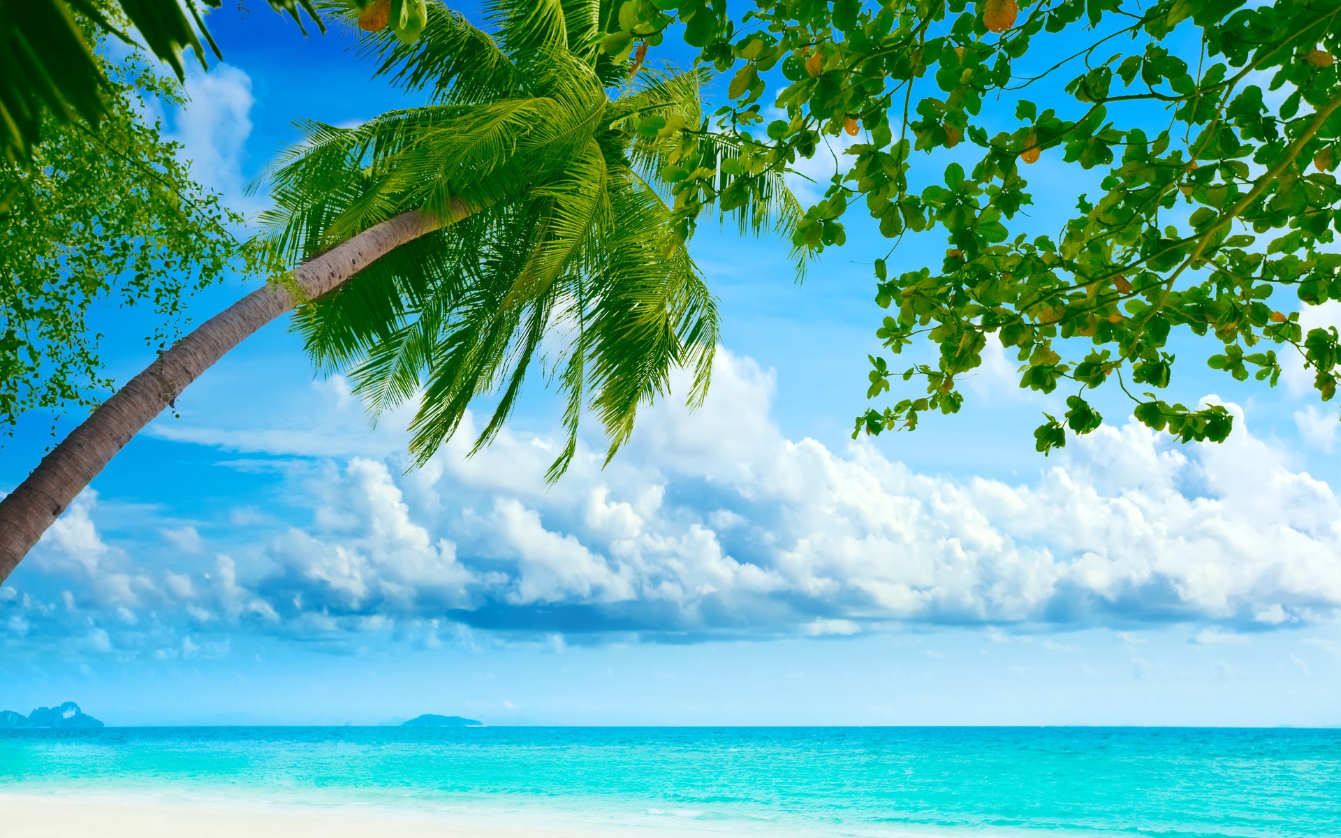 Tropical beach with palm trees and turquoise ocean HD Wallpaper