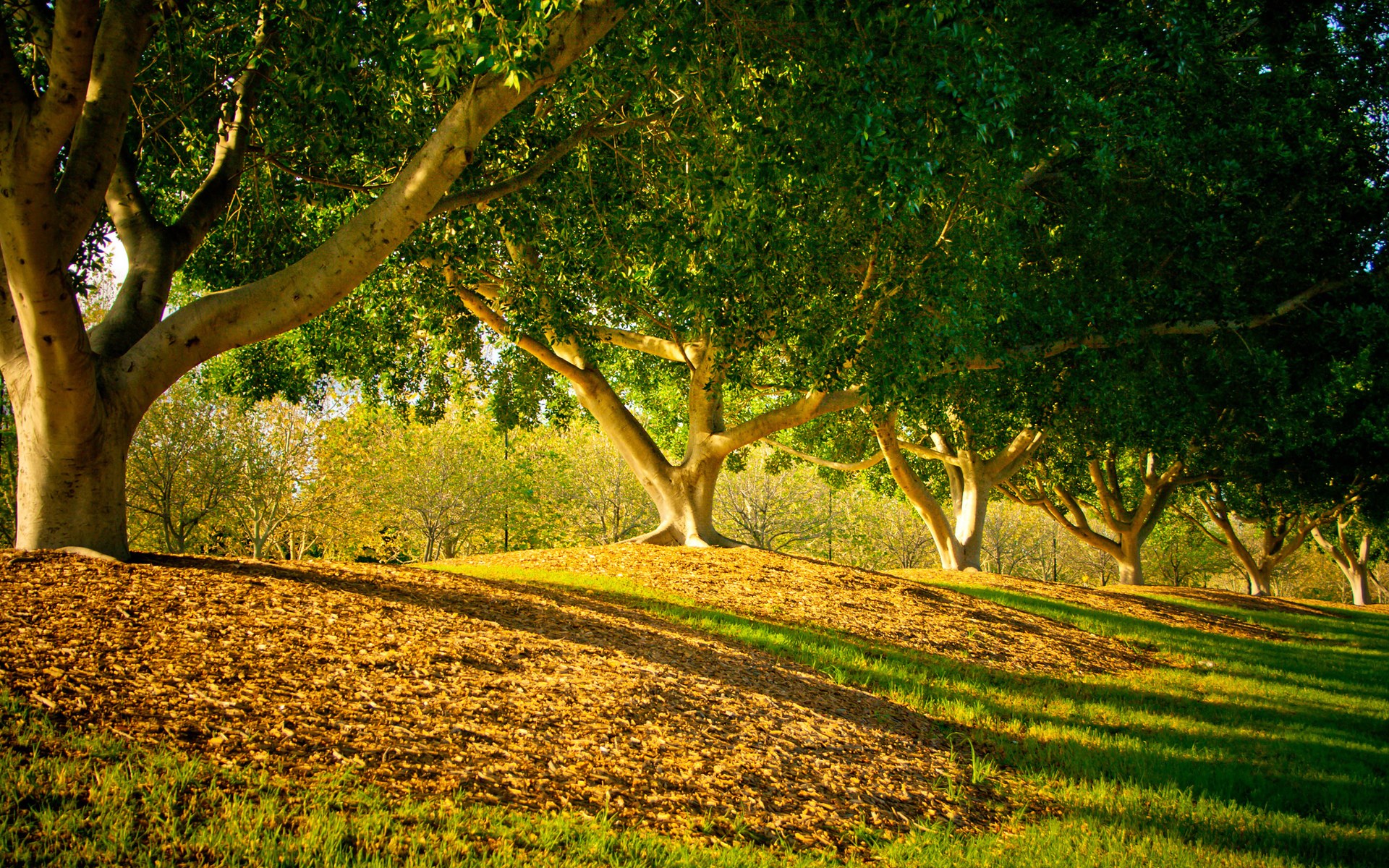 Park with large trees and fallen leaves HD Wallpaper