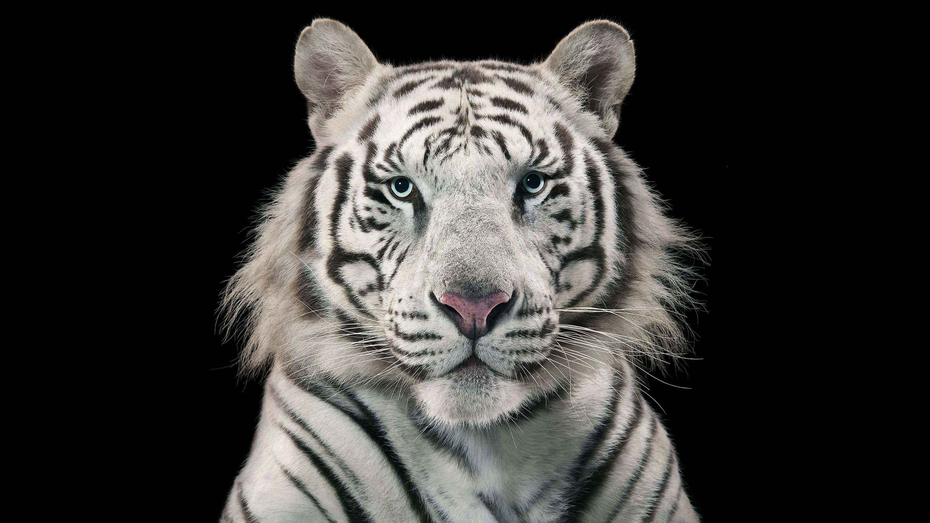 White tiger, White Bengal Tiger, Bengal tiger HD Wallpaper
