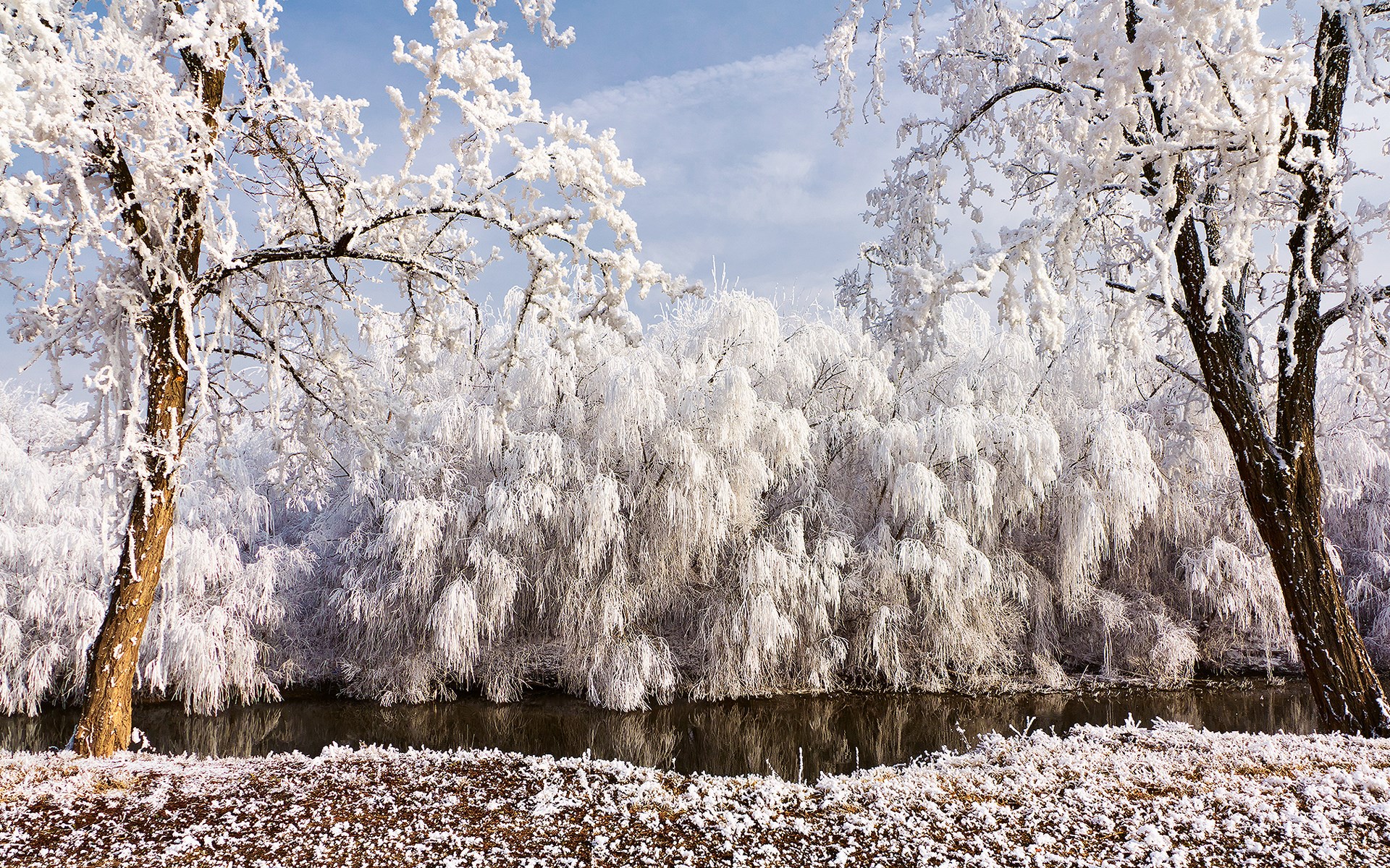 Winter landscape with frosted trees and a river HD Wallpaper
