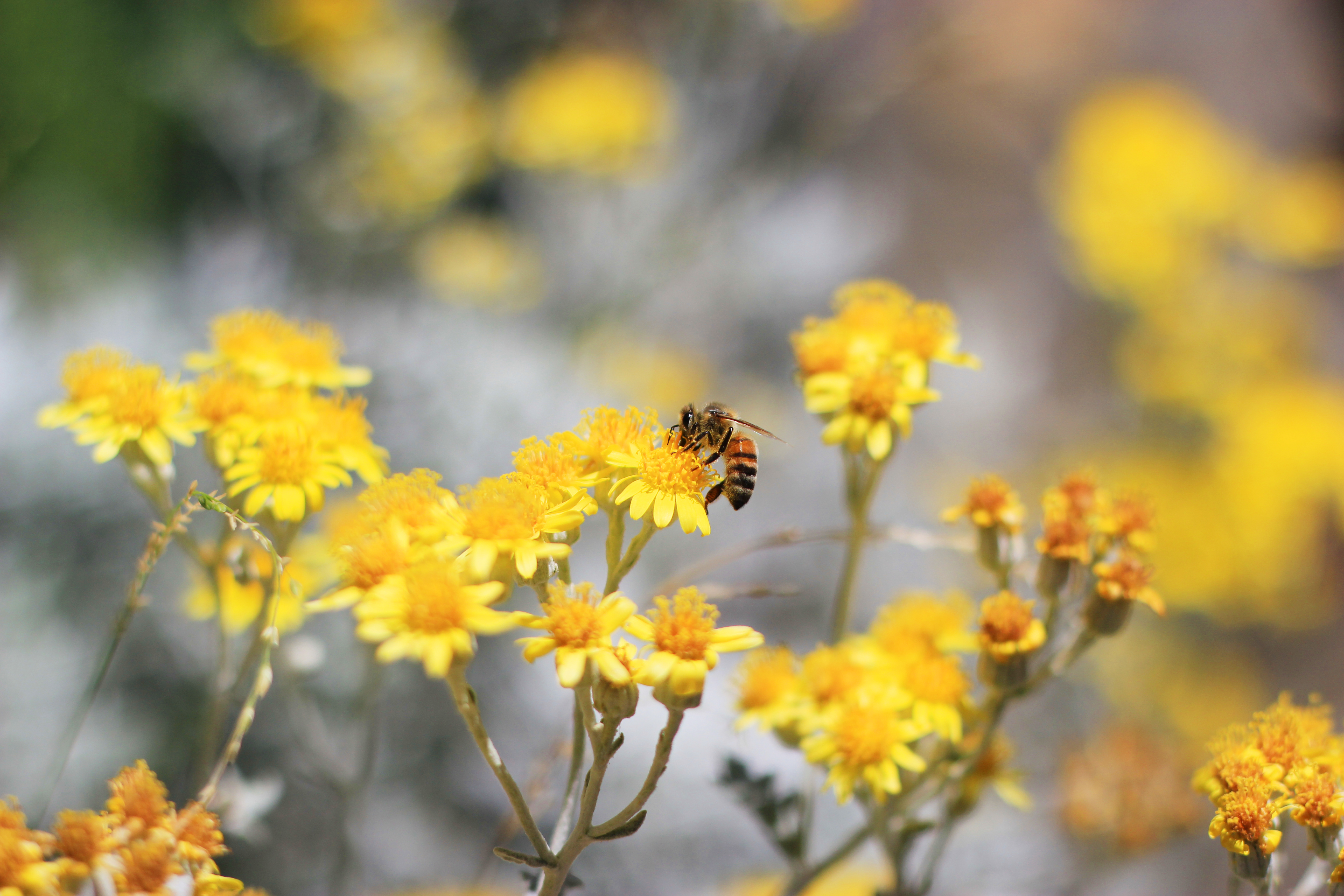 Bee pollinating yellow flowers HD Wallpaper