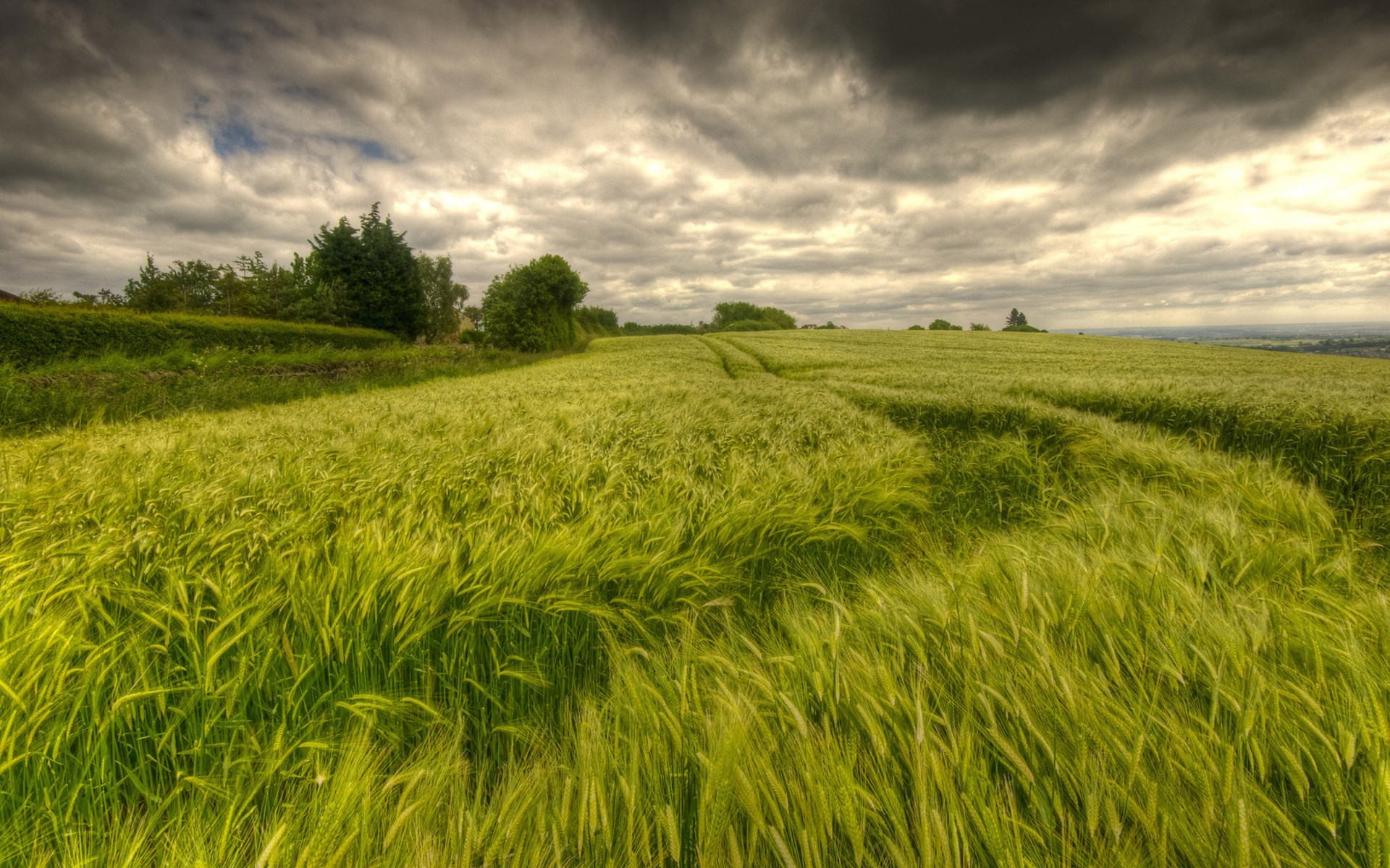 Windy wheat field under stormy clouds HD Wallpaper