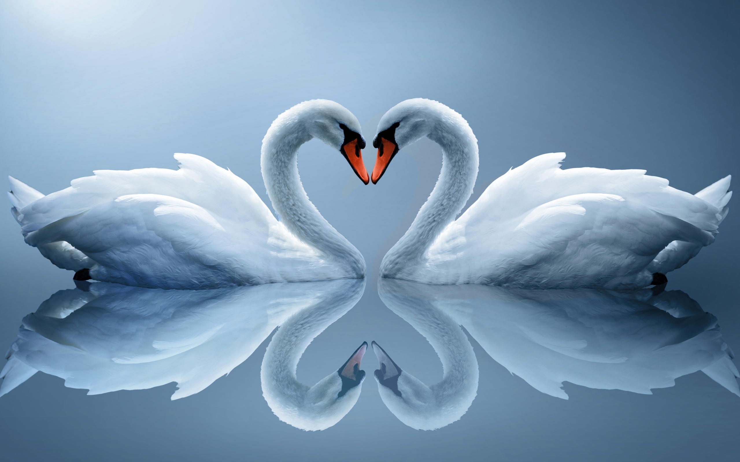 Two white swans forming a heart shape HD Wallpaper