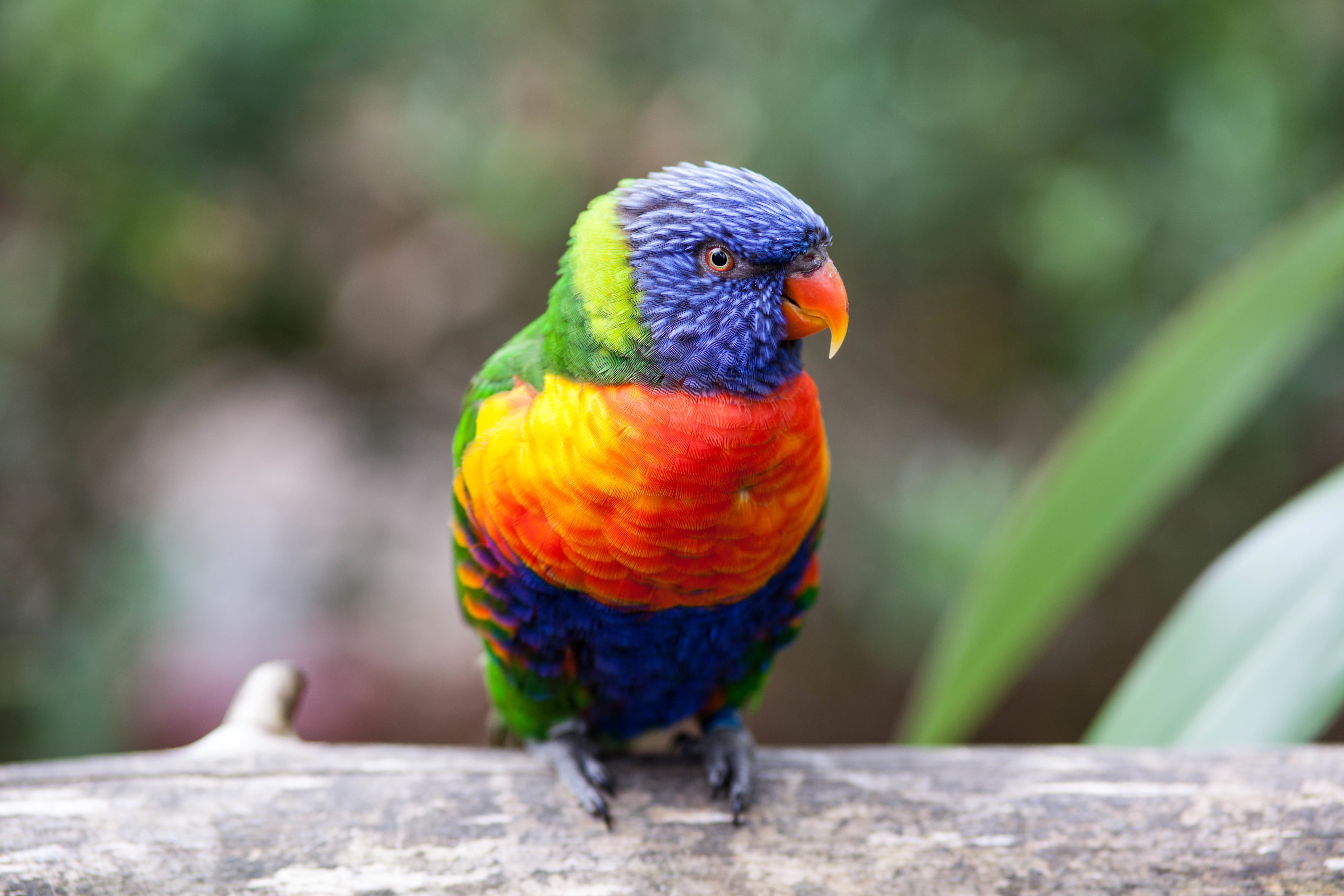 Rainbow Lorikeet Parrot 4K HD Wallpaper