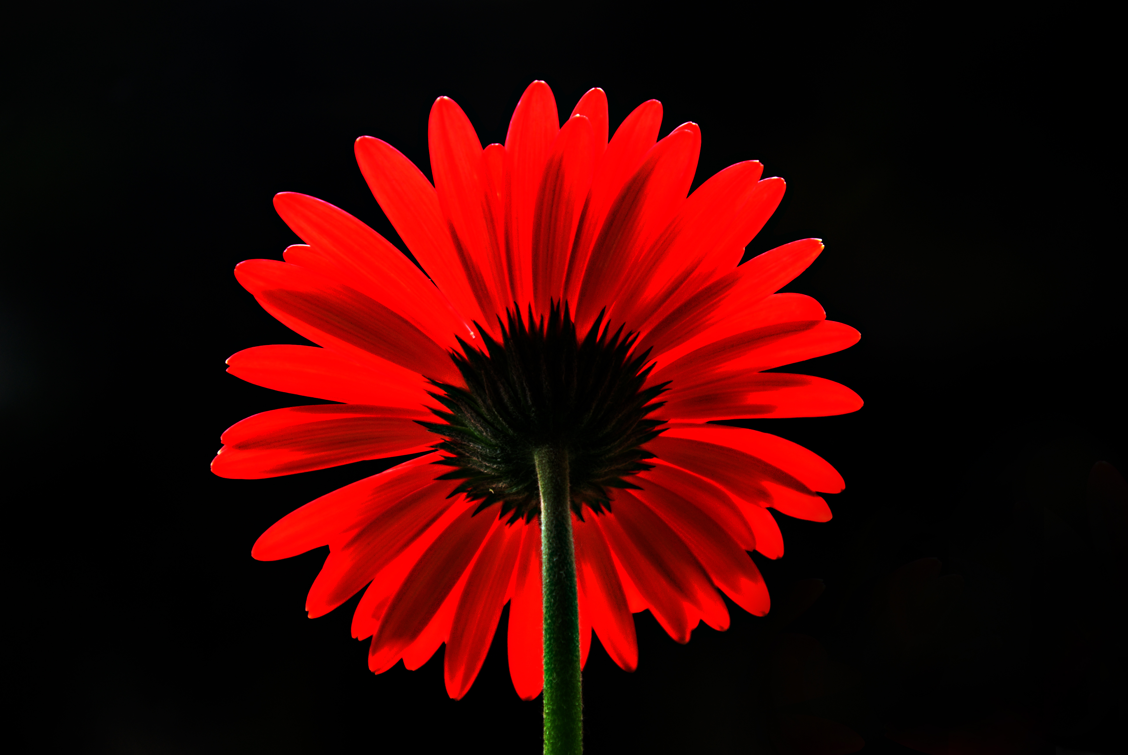 Red Gerbera Daisy Flower HD Wallpaper