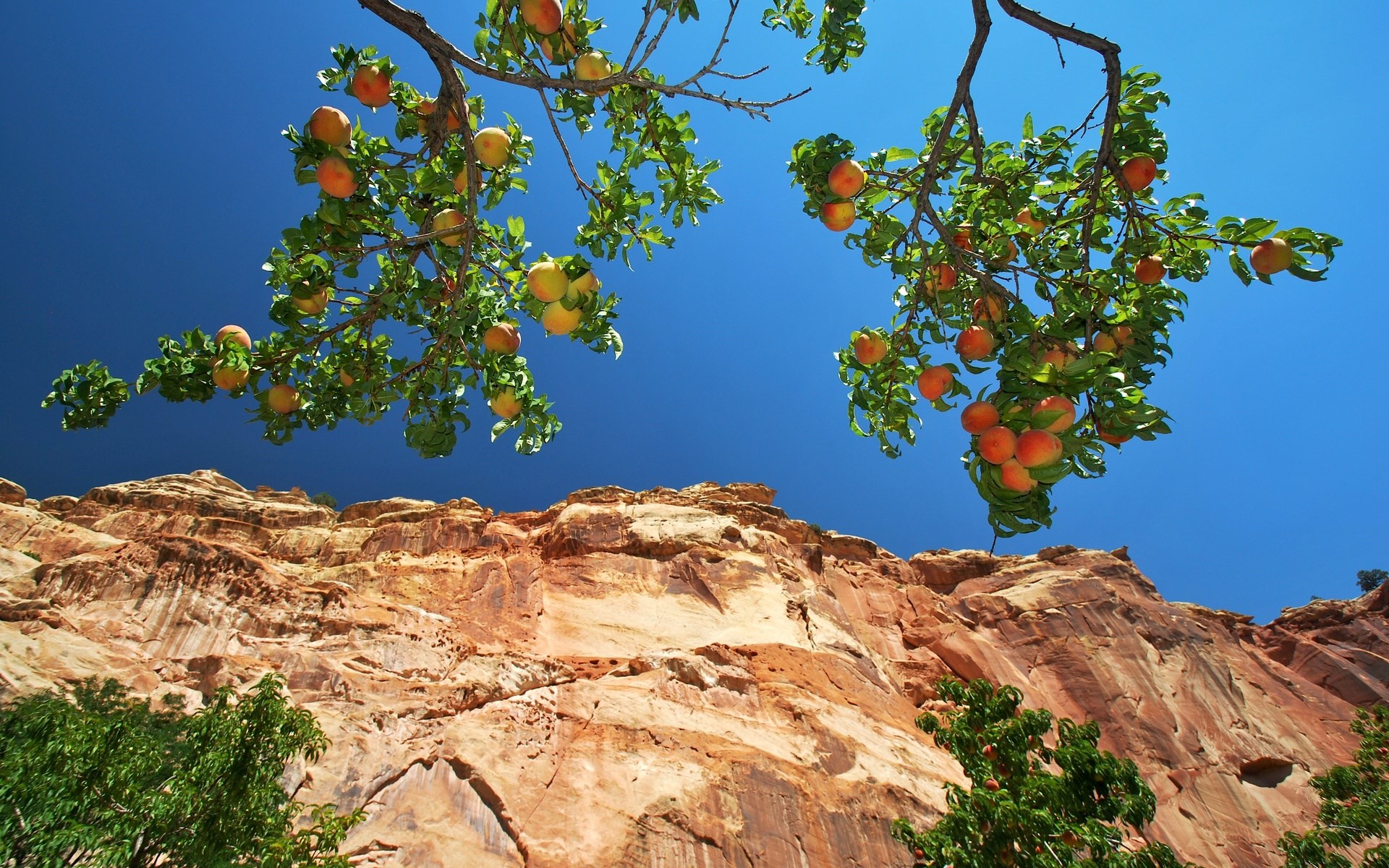 Peaches on a tree branch against a cliff and blue sky HD Wallpaper
