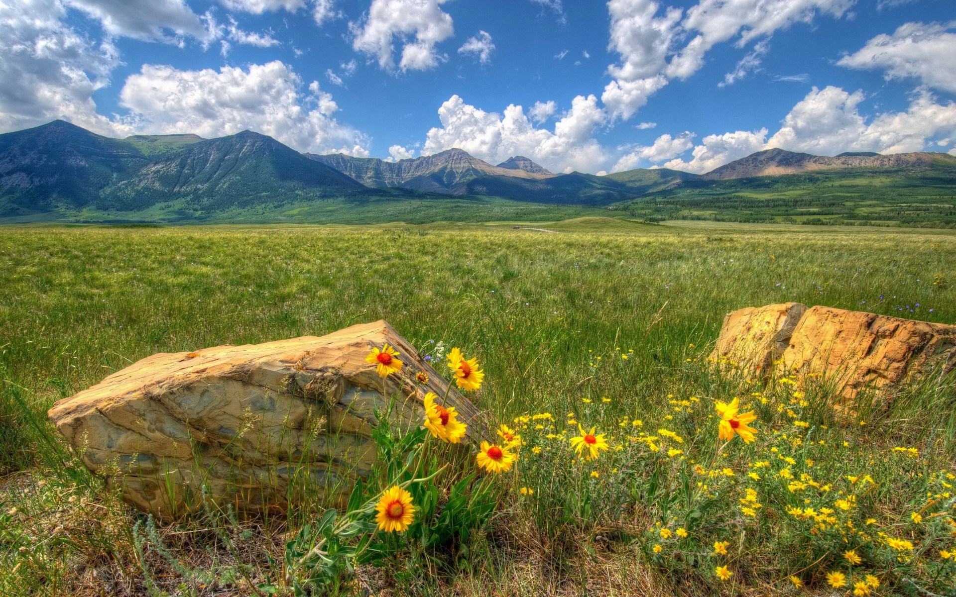 Rocky Mountain Meadow with Wildflowers HD Wallpaper