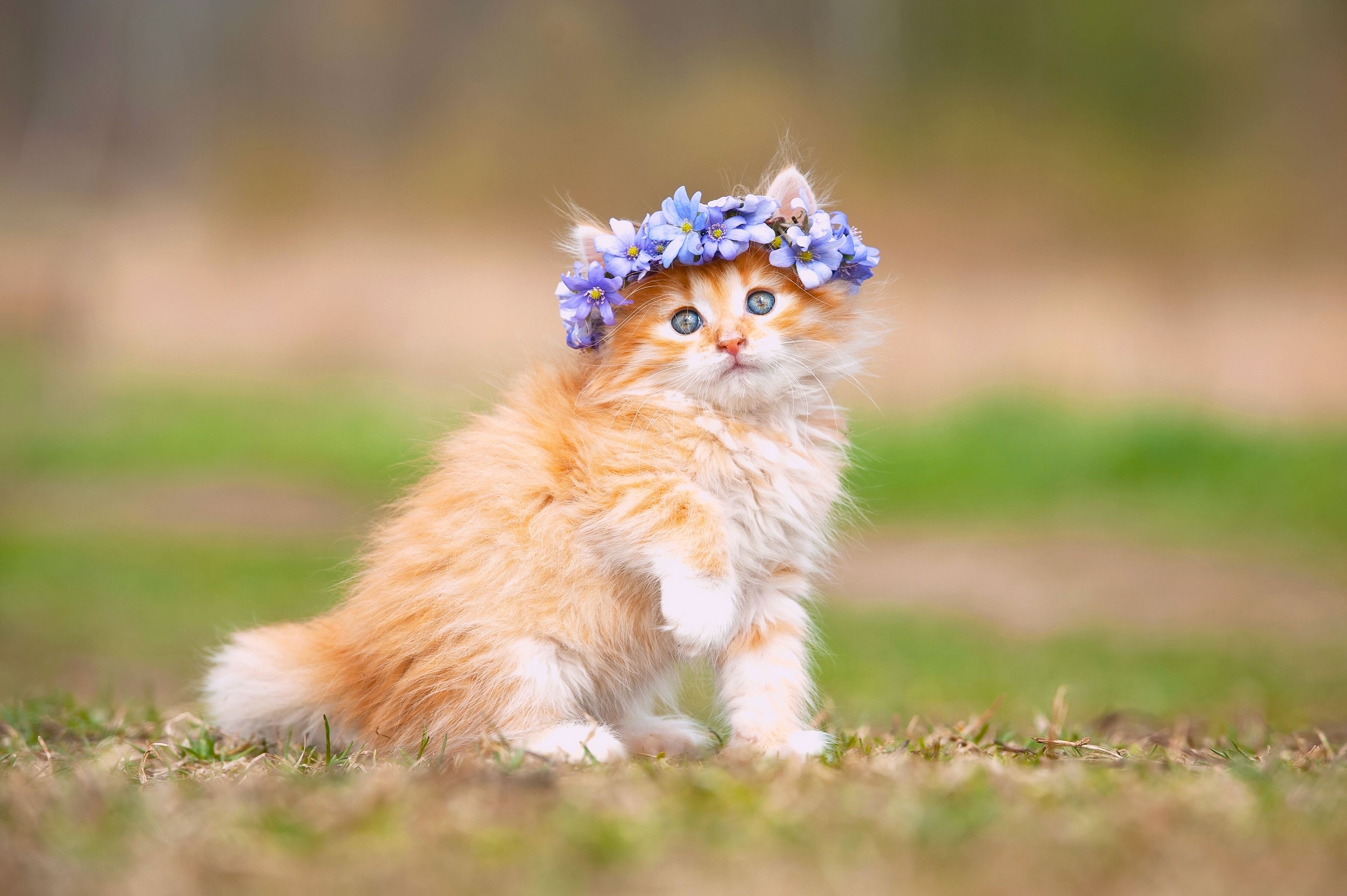 Orange kitten with blue flower crown sitting on grass HD Wallpaper