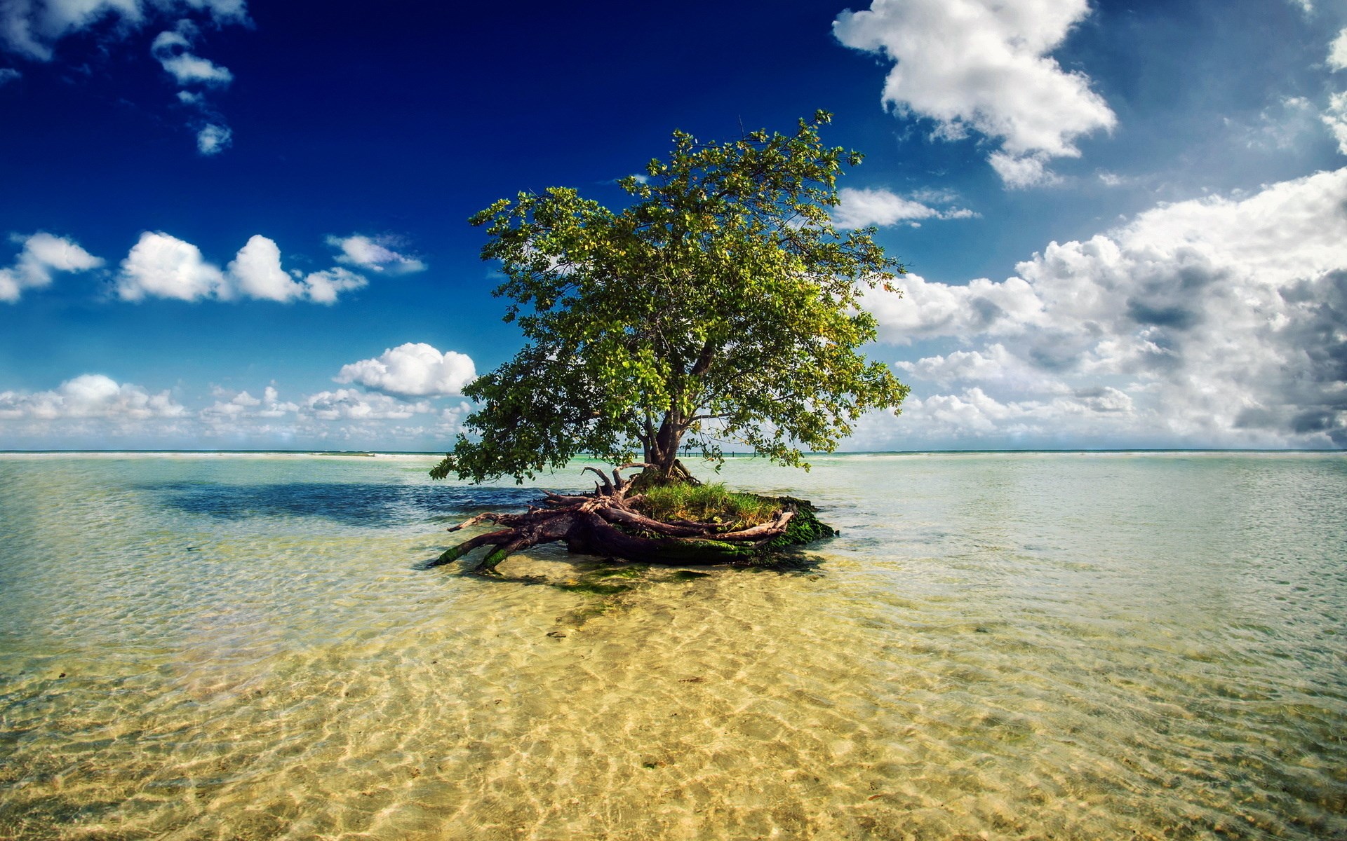 Lone tree on a small island in shallow water HD Wallpaper