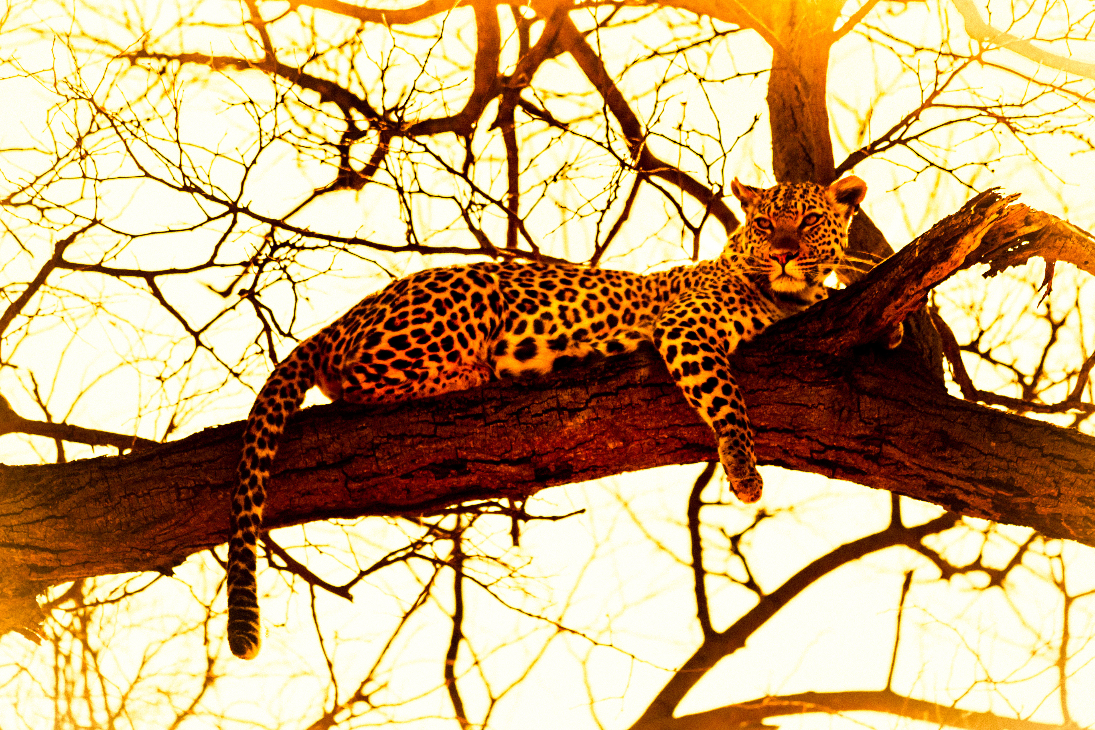 Leopard resting on a tree branch HD Wallpaper