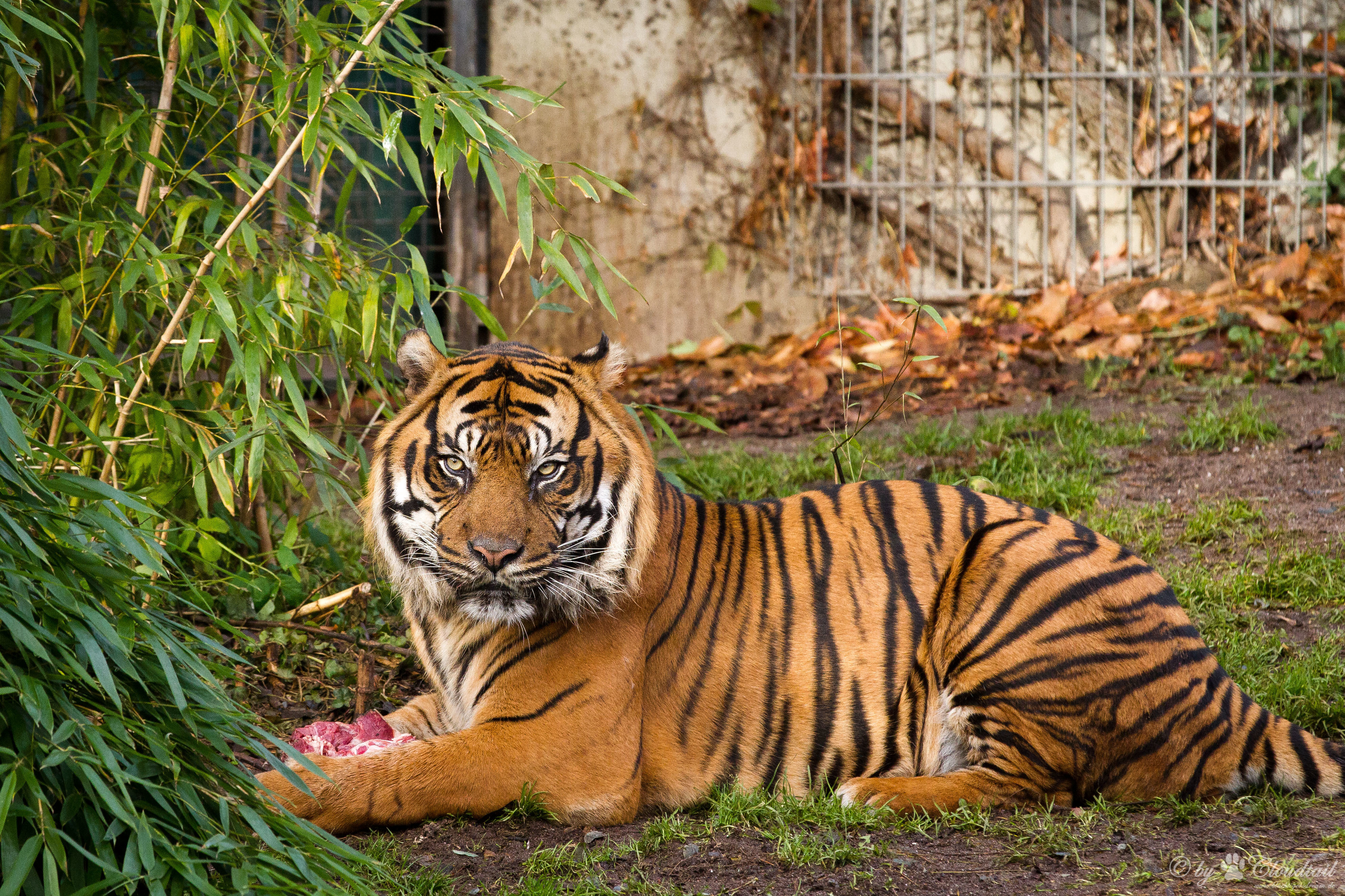 Tiger in a zoo enclosure HD Wallpaper