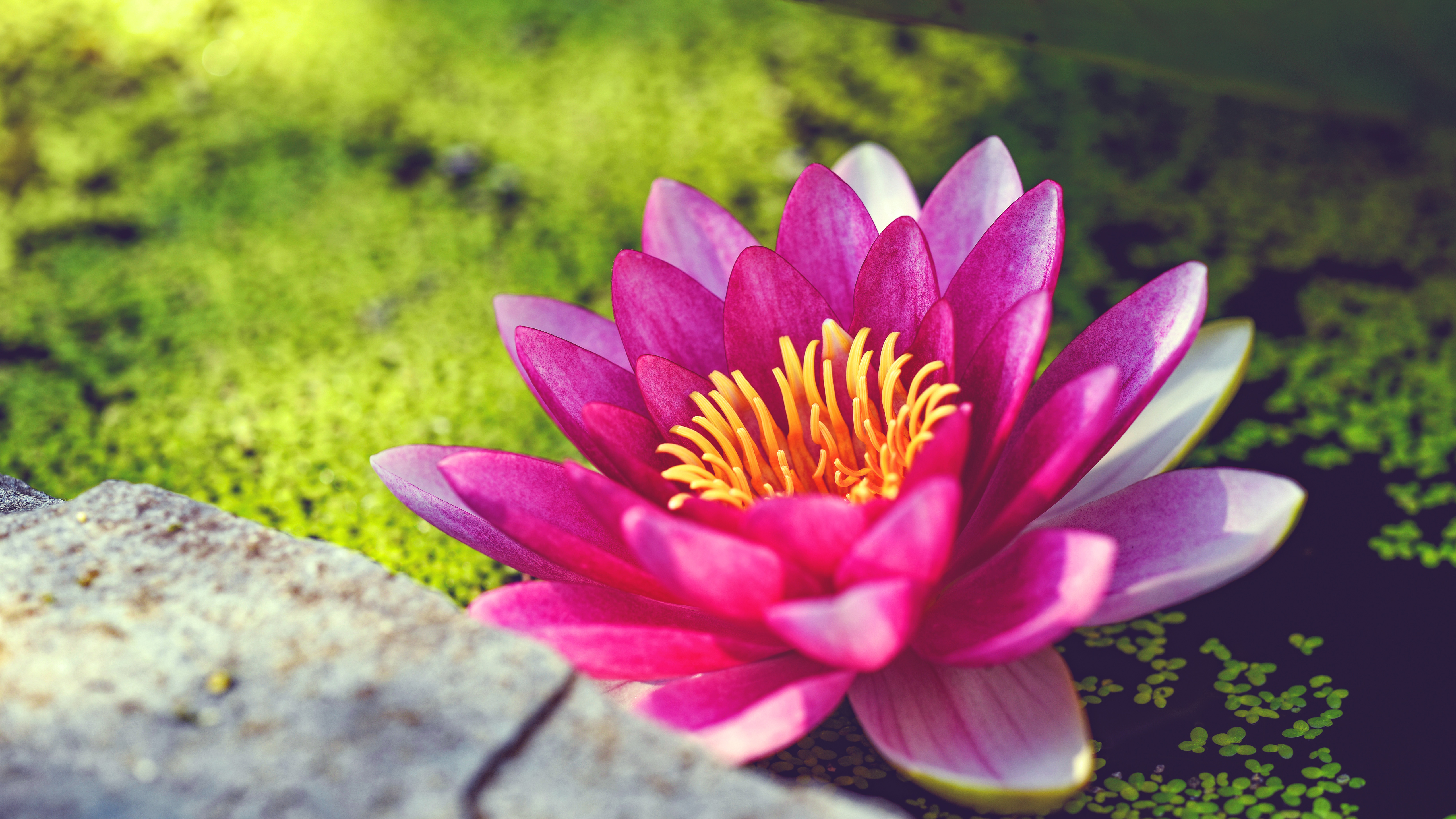 Pink Water Lily with Yellow Stamens HD Wallpaper