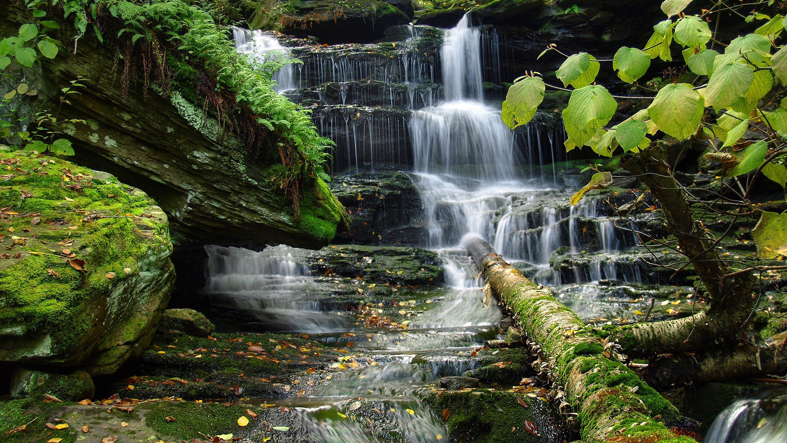 Mossy rocks and a cascading waterfall in a forest HD Wallpaper