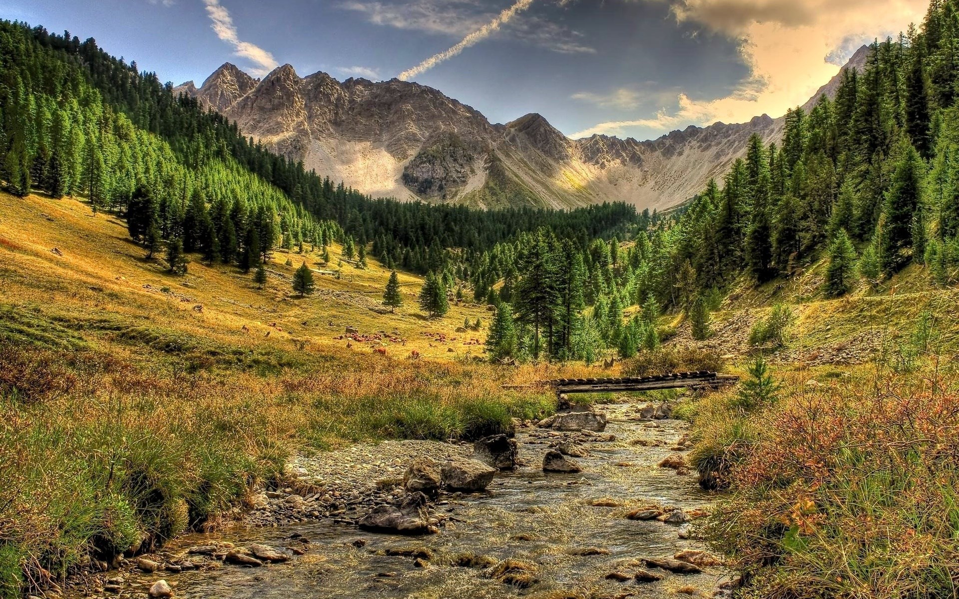 Mountain valley with a stream and pine forest HD Wallpaper