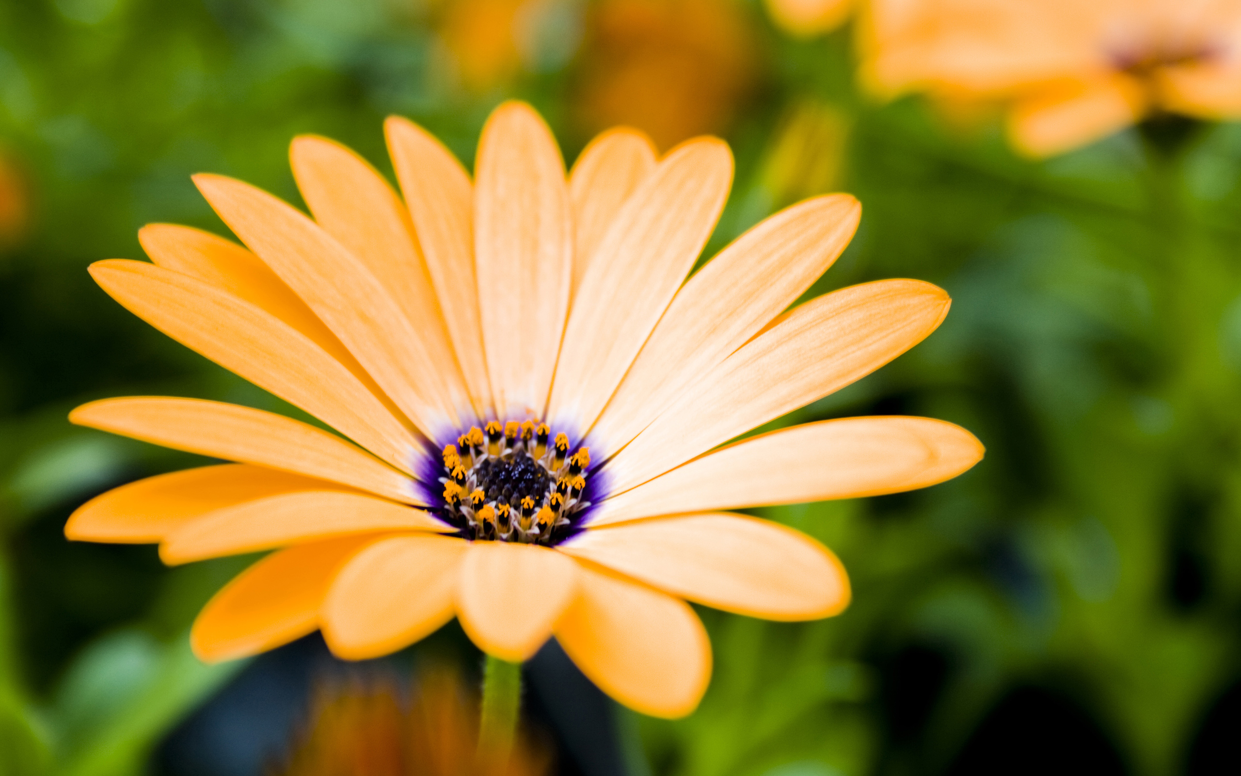 Orange Daisy Flower with Purple Center HD Wallpaper