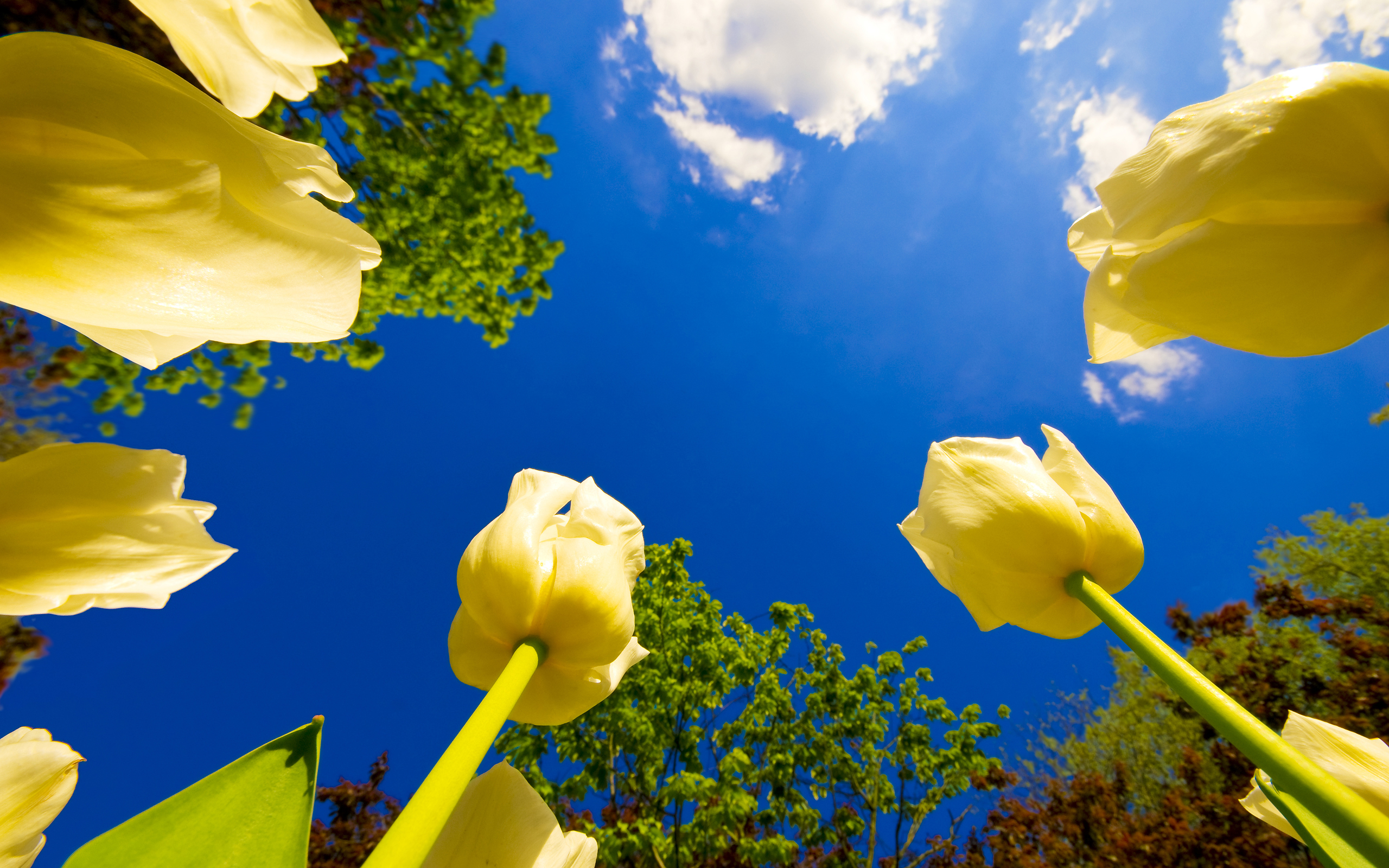 Yellow tulips against a bright blue sky HD Wallpaper