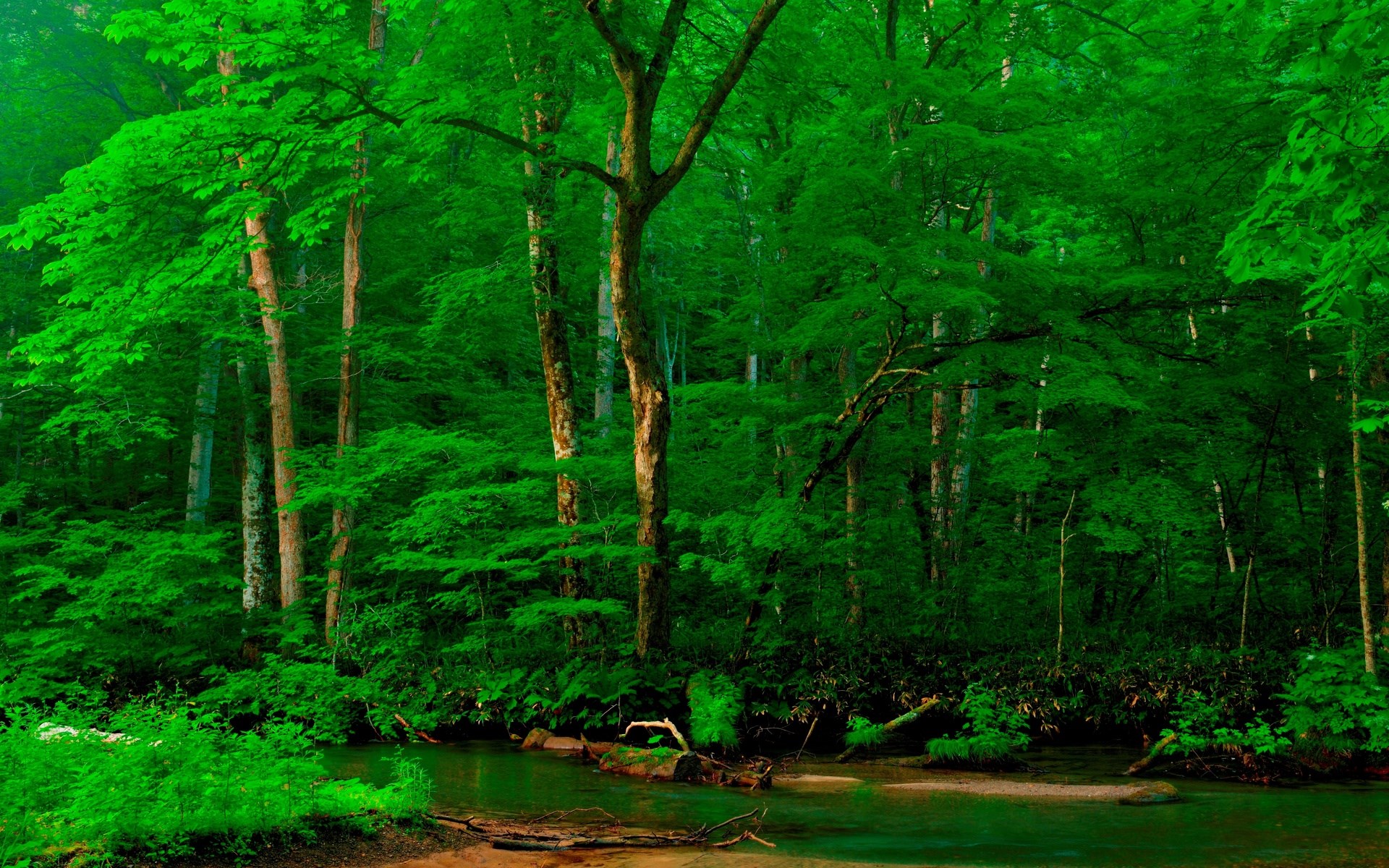 A lush green forest with a stream HD Wallpaper