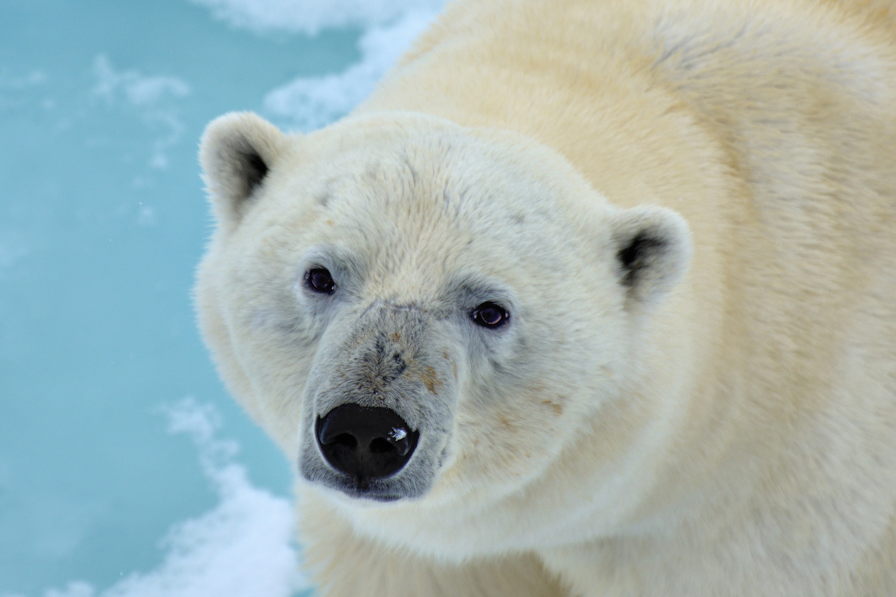 Polar bear in 4K HD Wallpaper